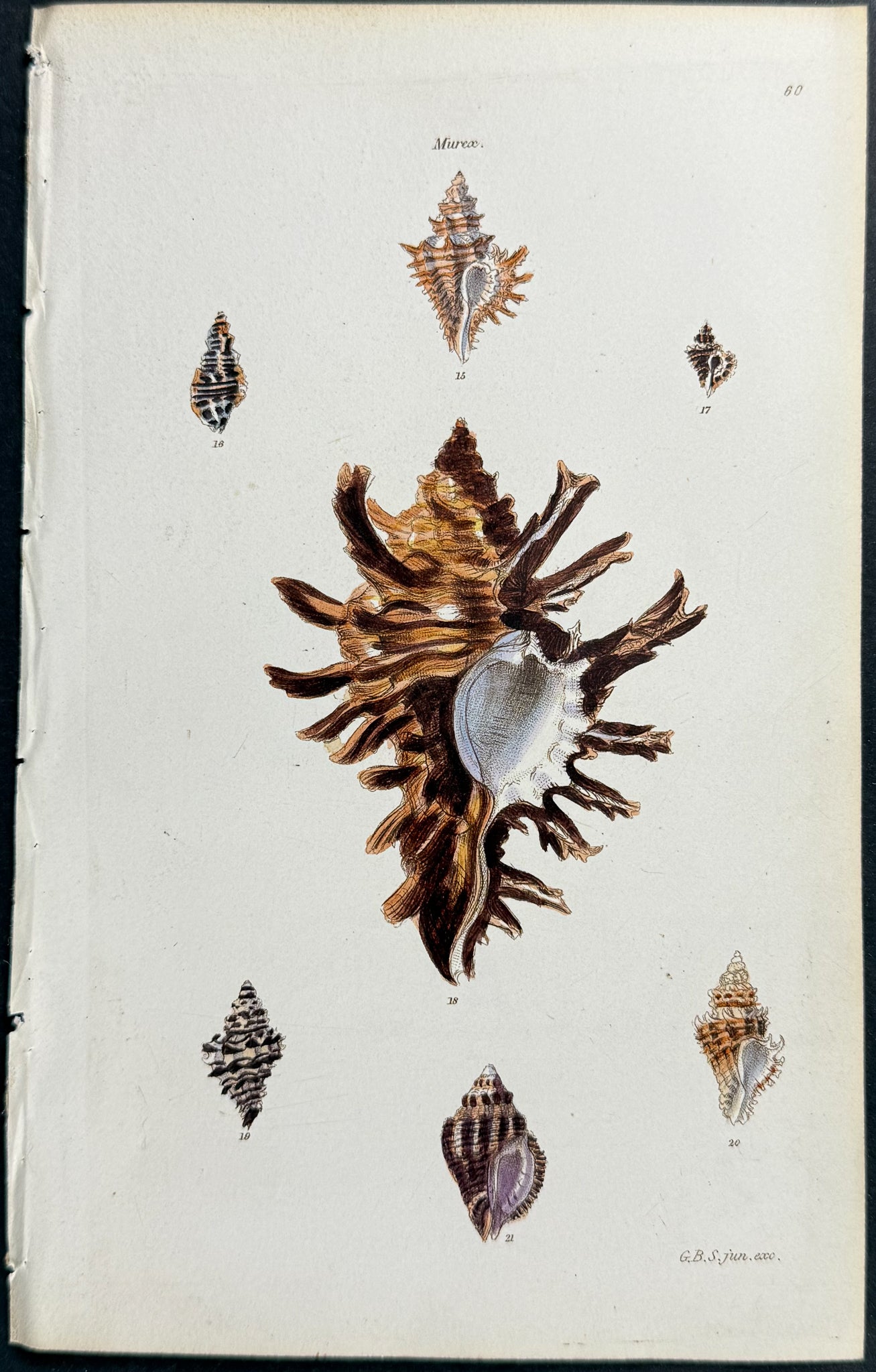 Shells