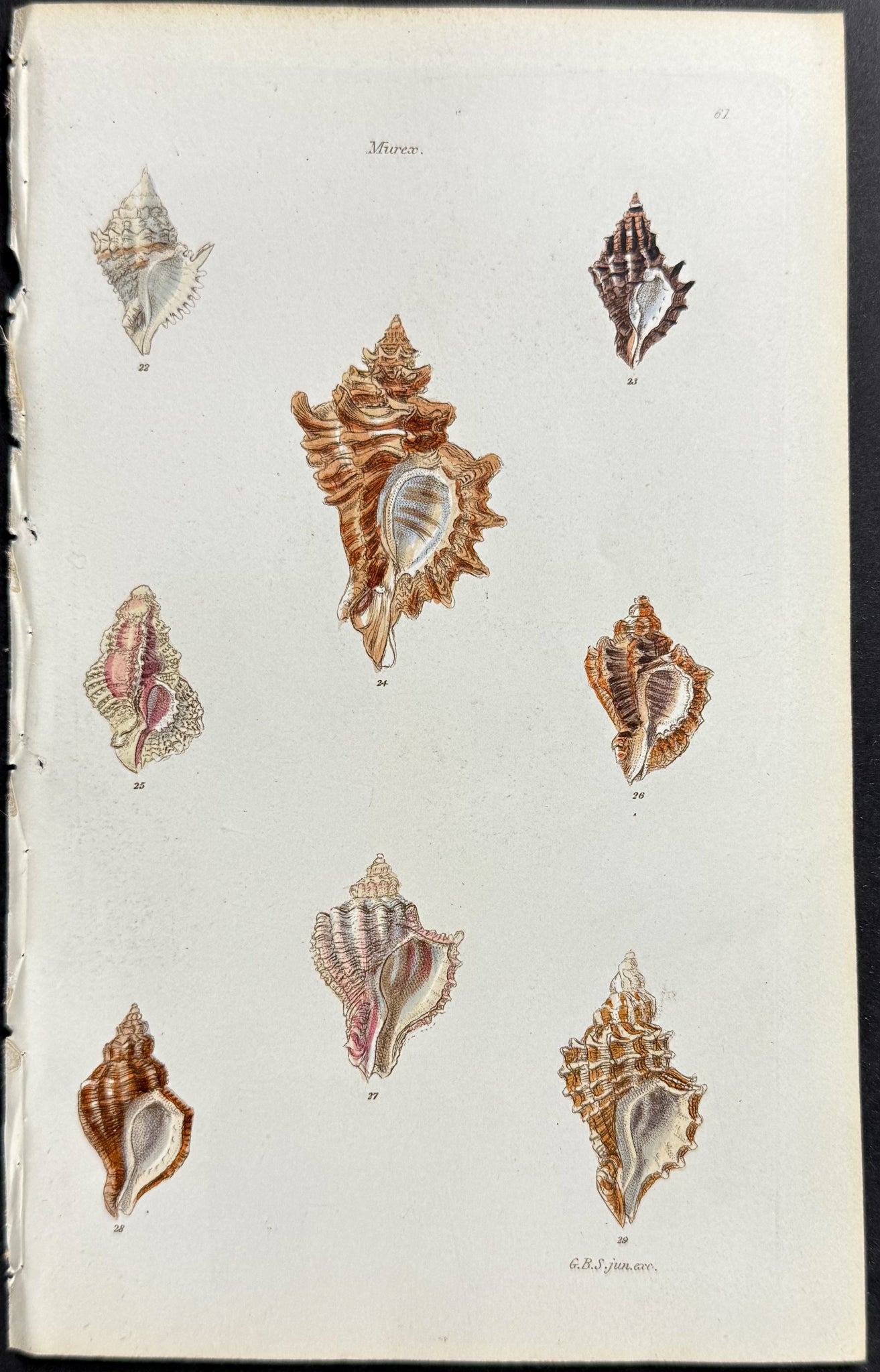 Shells