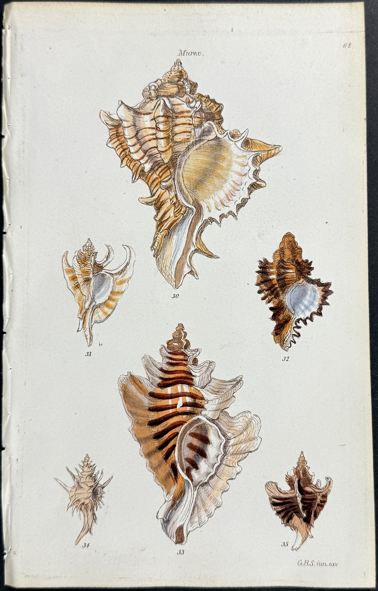 Shells