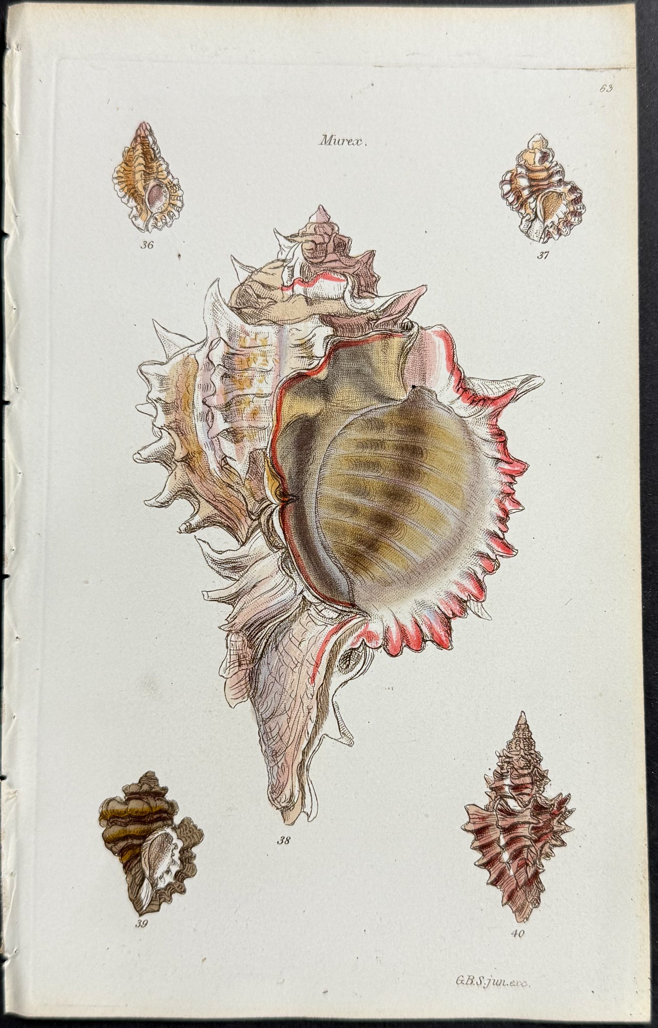 Shells