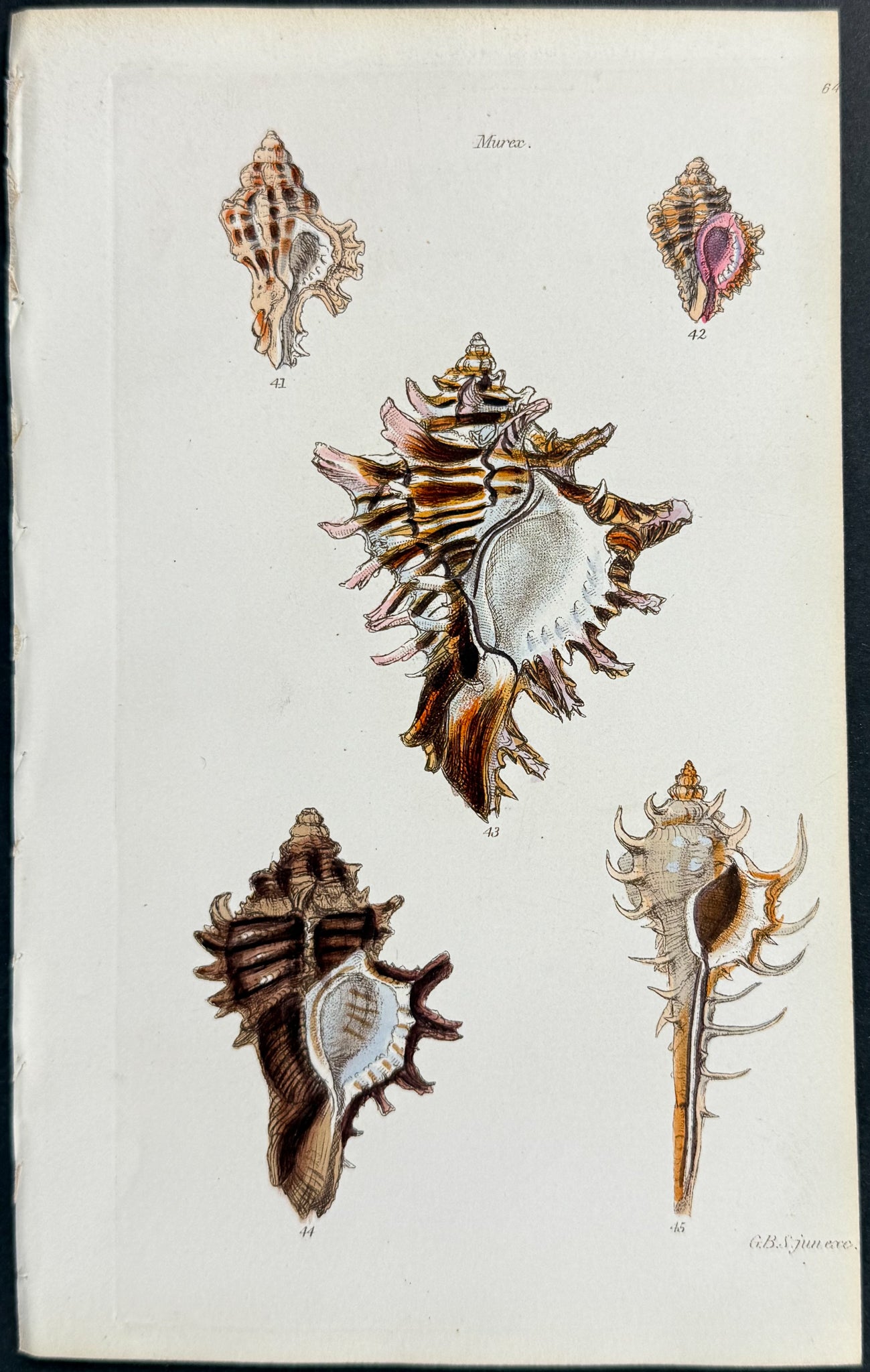 Shells