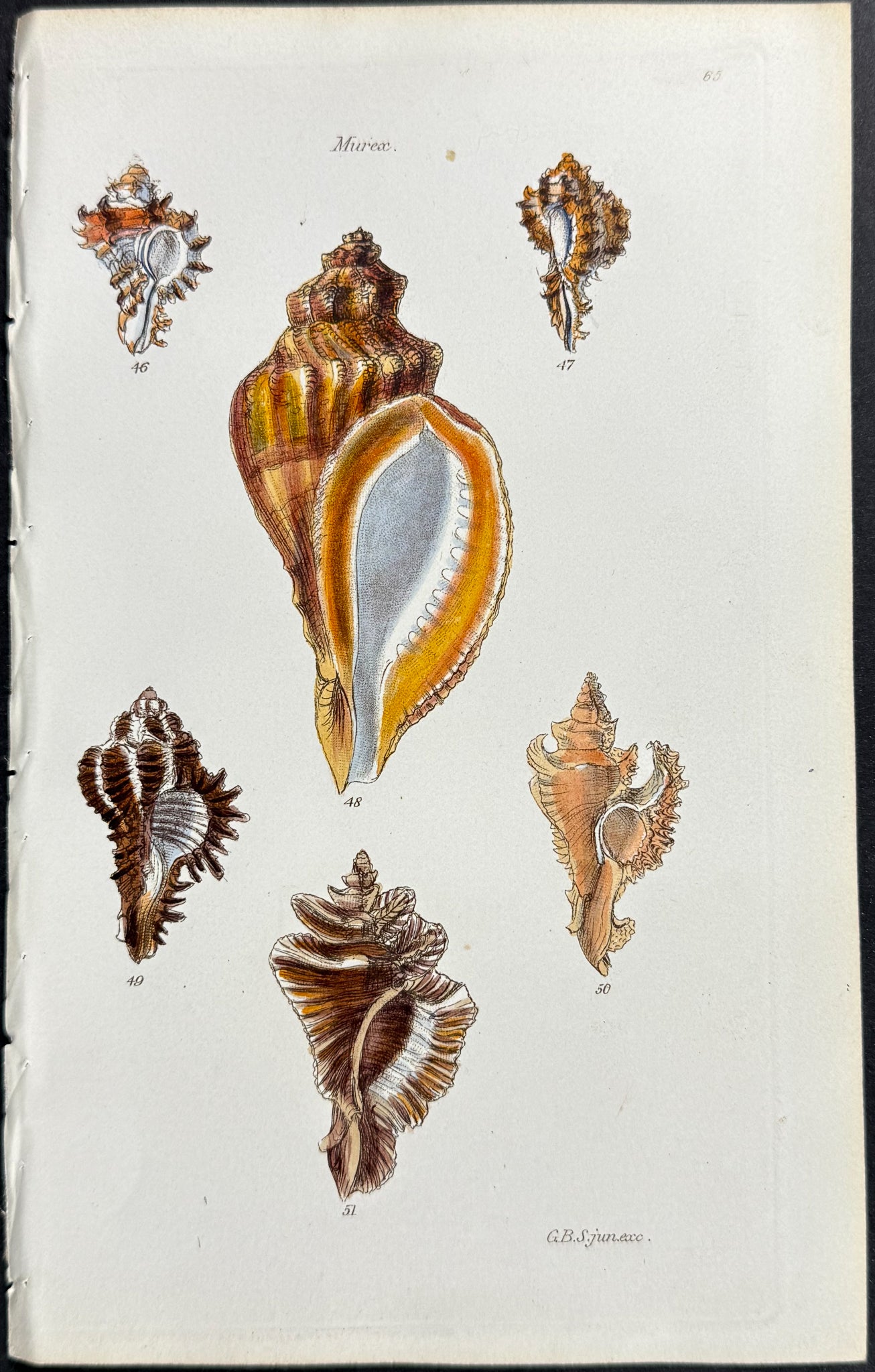 Shells