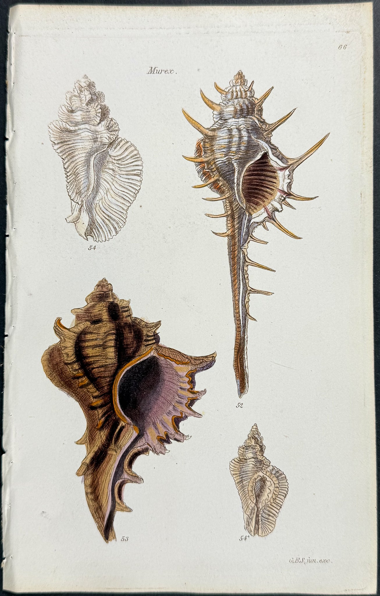 Shells