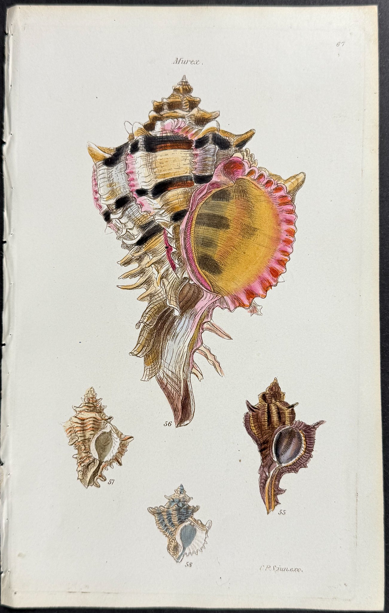 Shells
