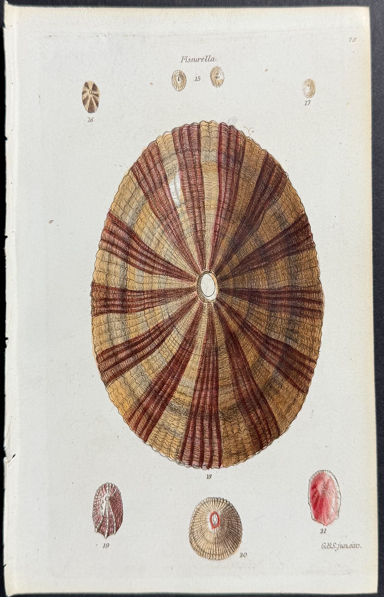 Shells