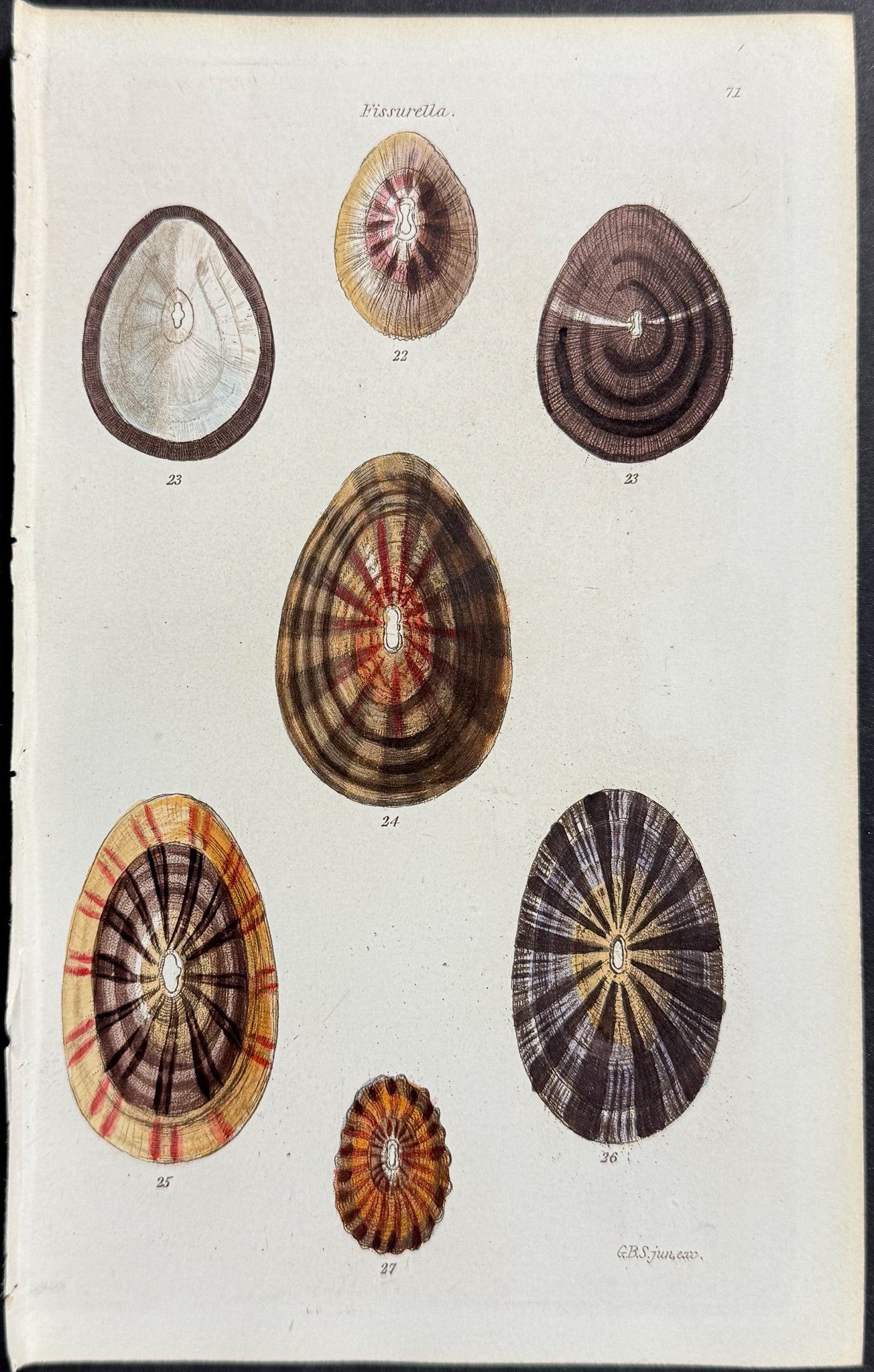 Shells