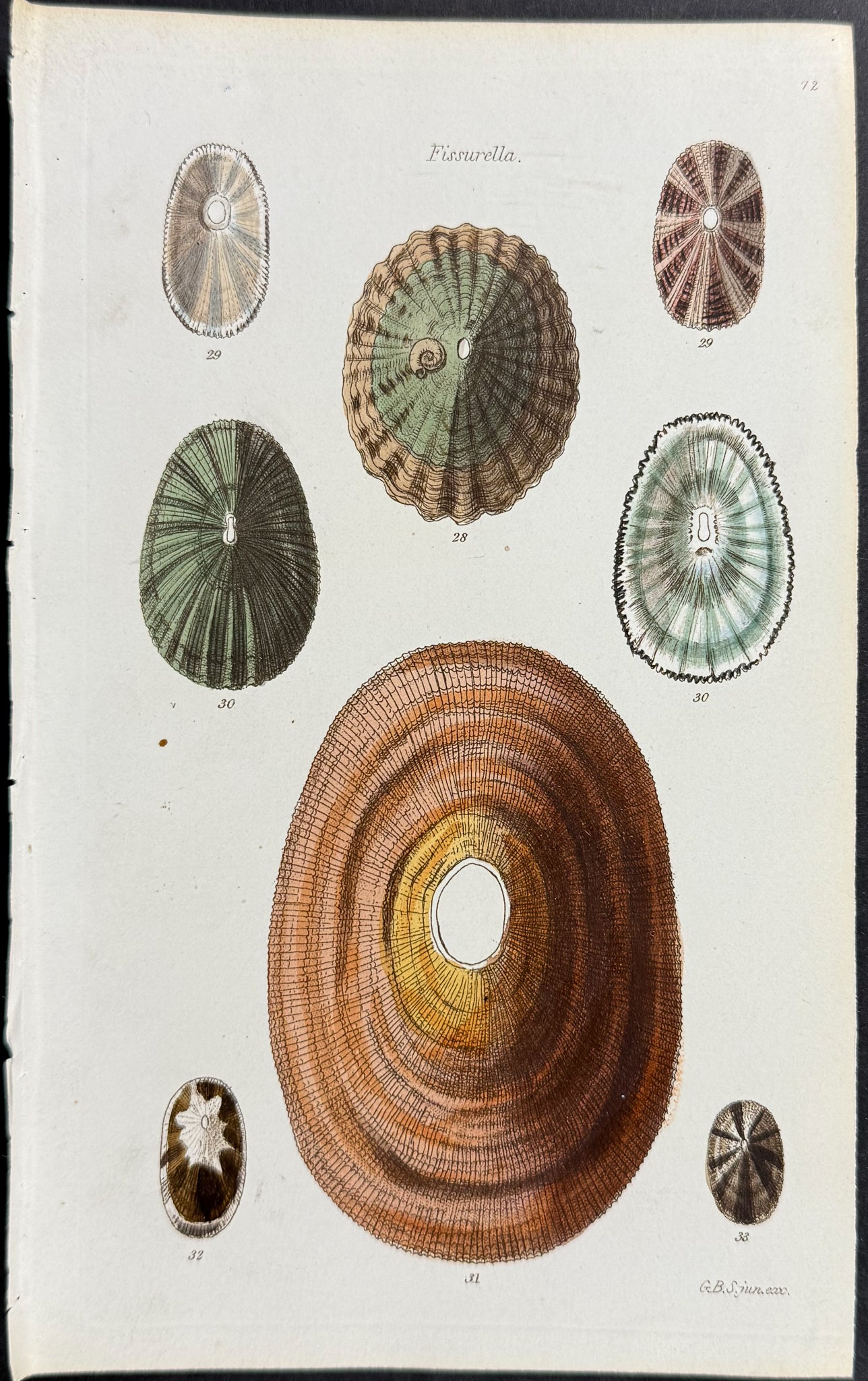 Shells