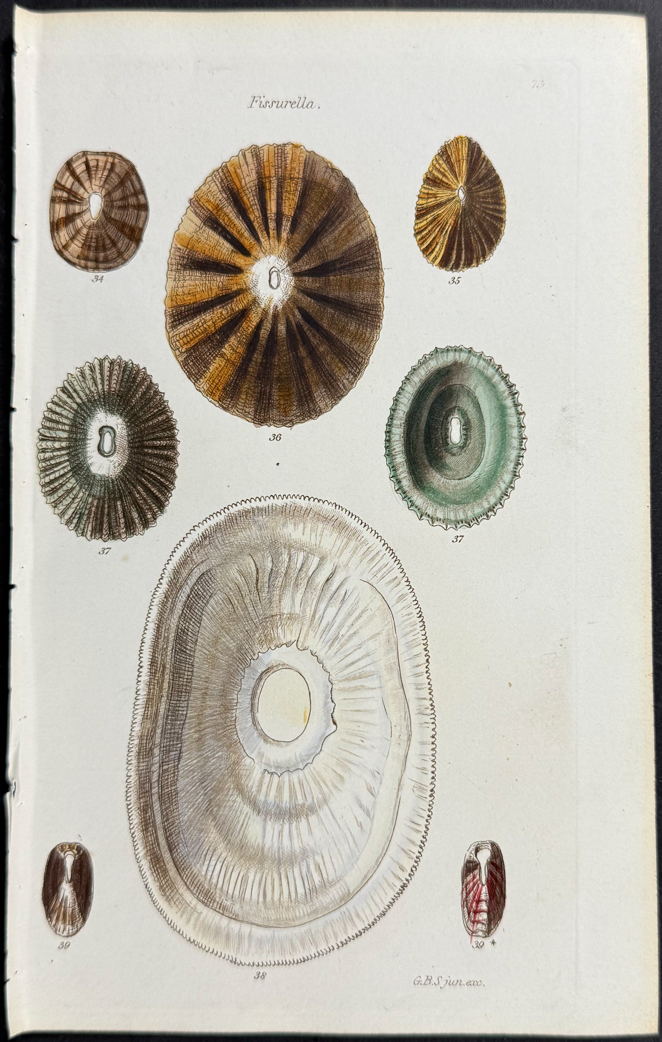 Shells