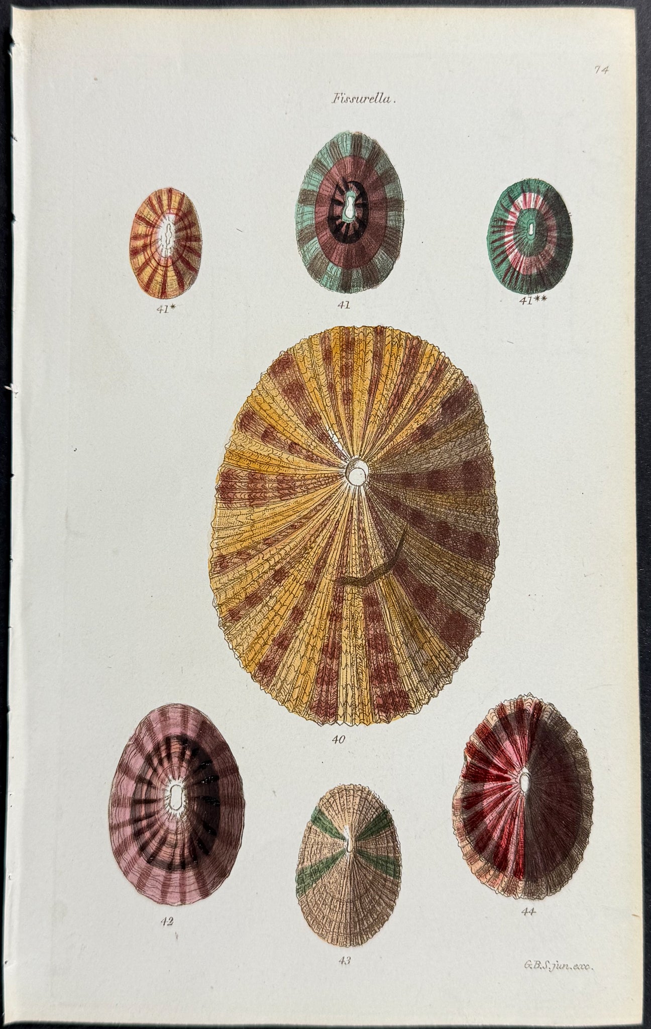 Shells