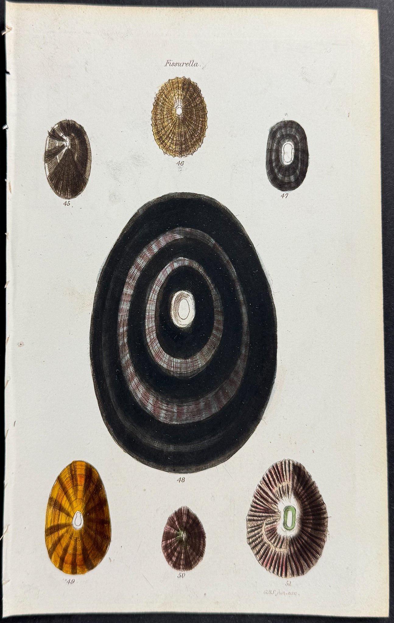 Shells
