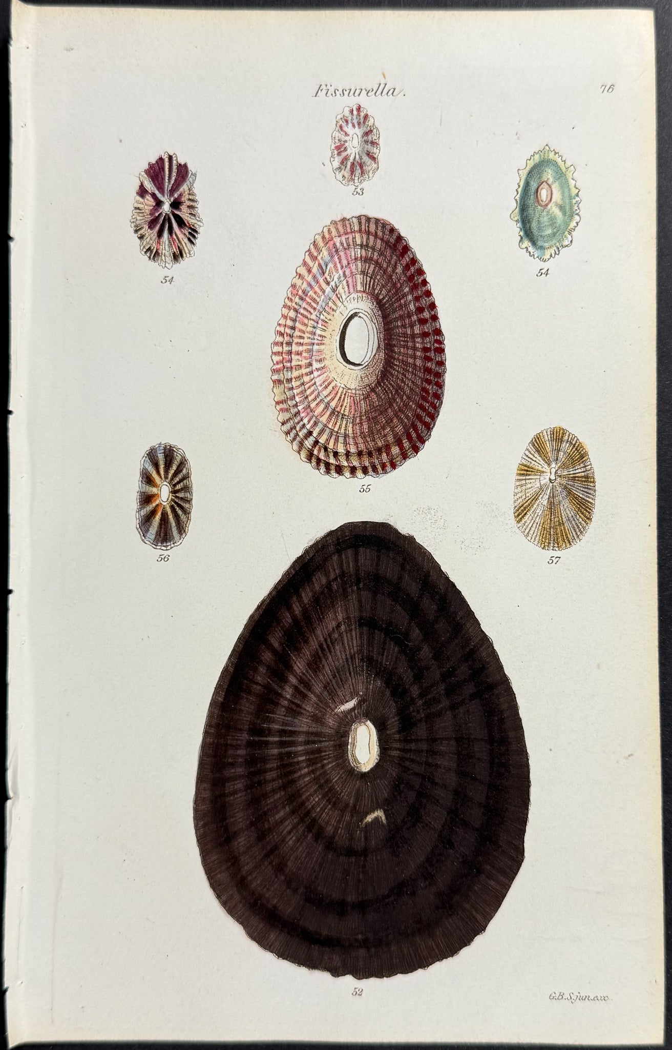 Shells