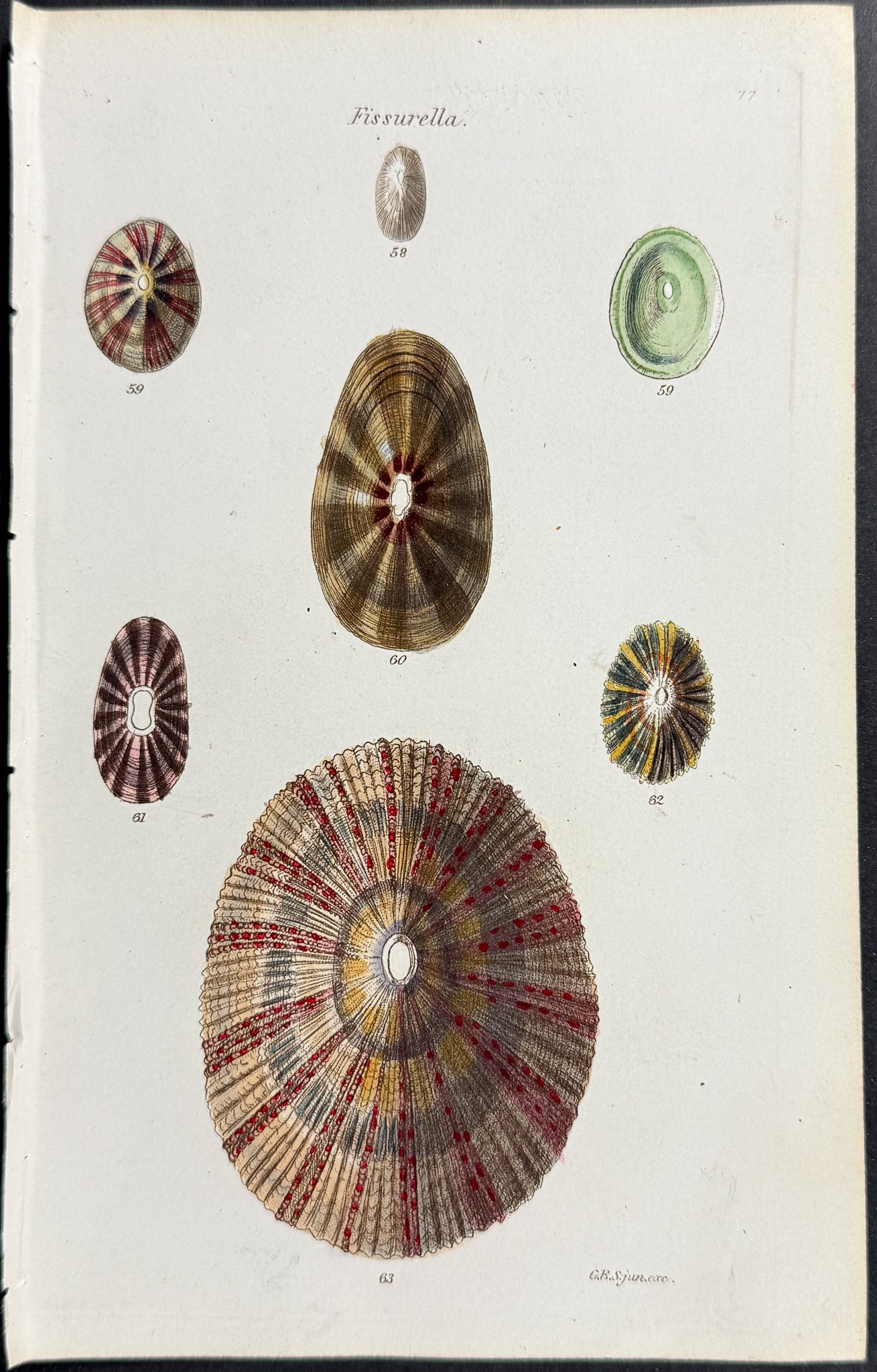 Shells