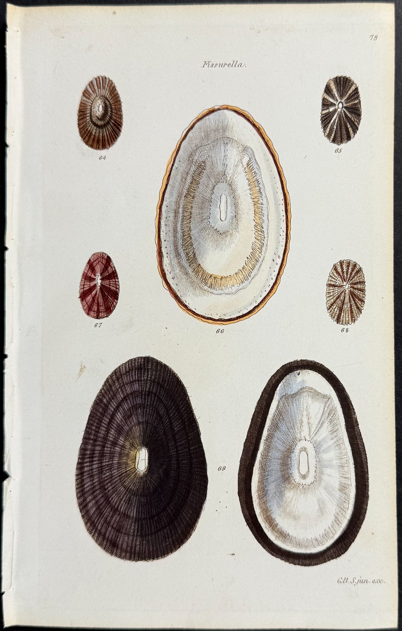 Shells
