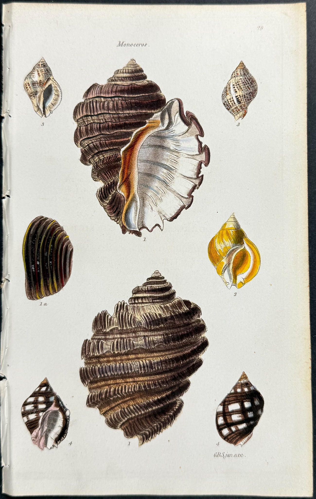 Shells
