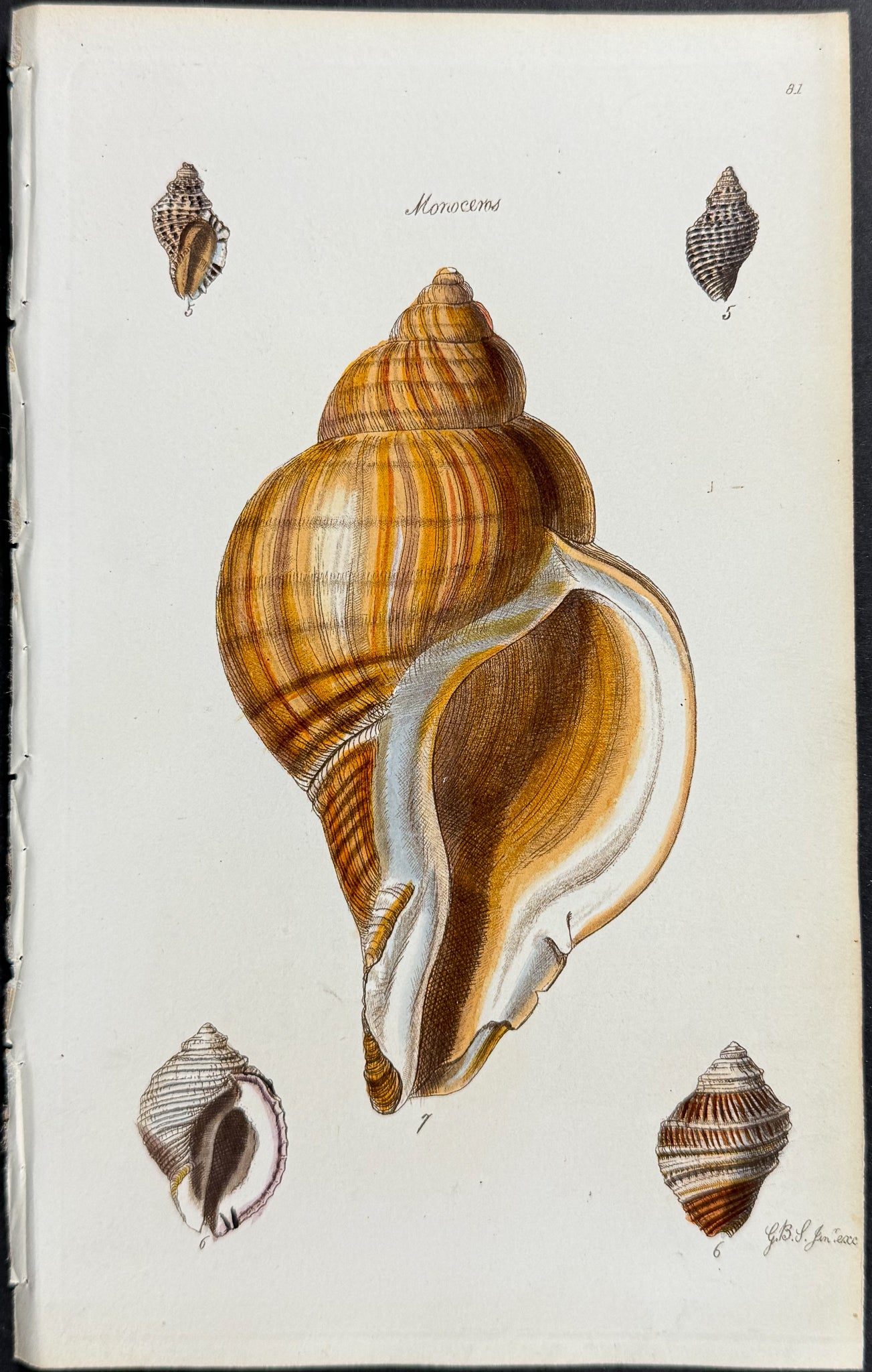 Shells