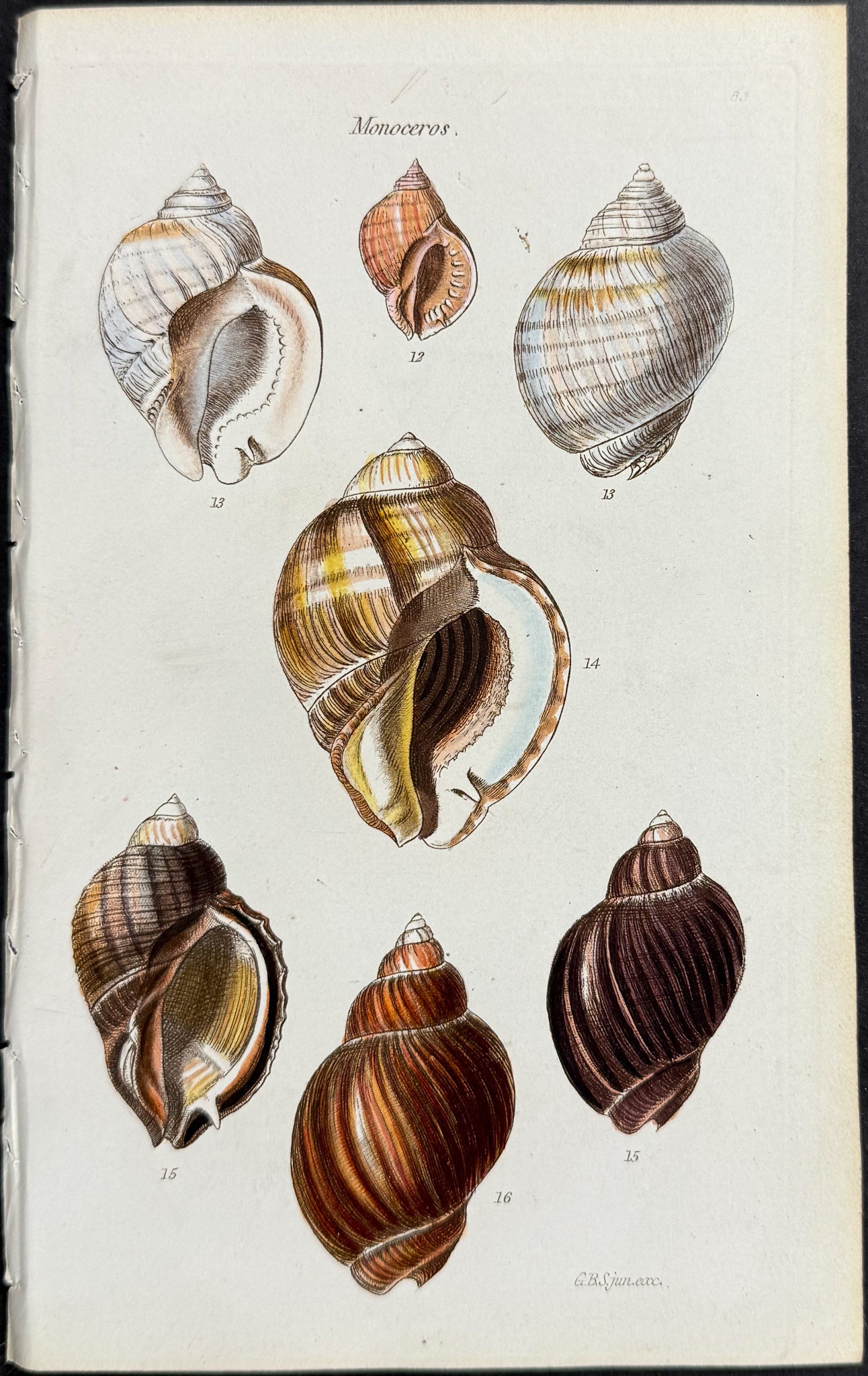 Shells