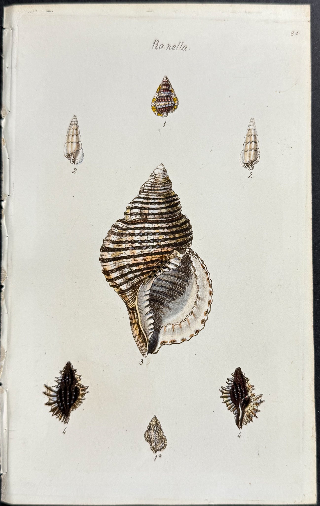 Shells