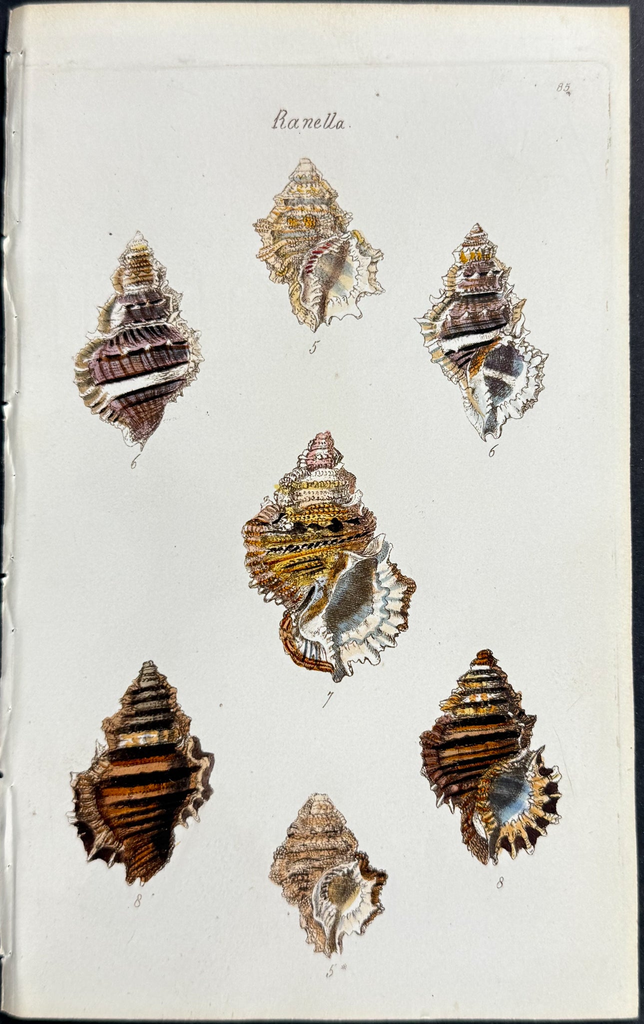 Shells