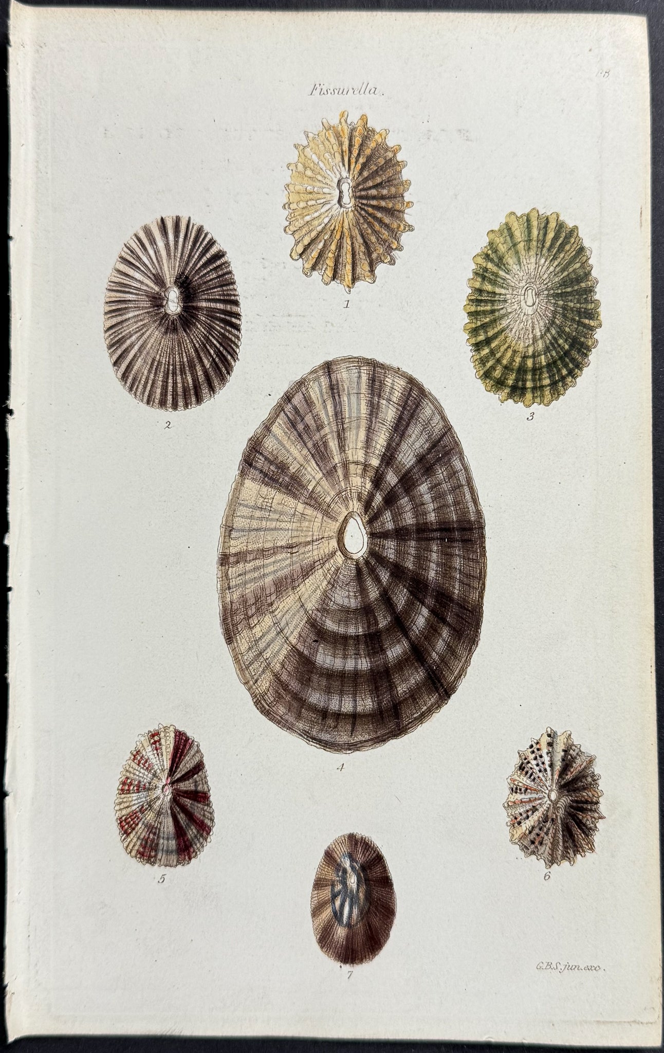 Shells