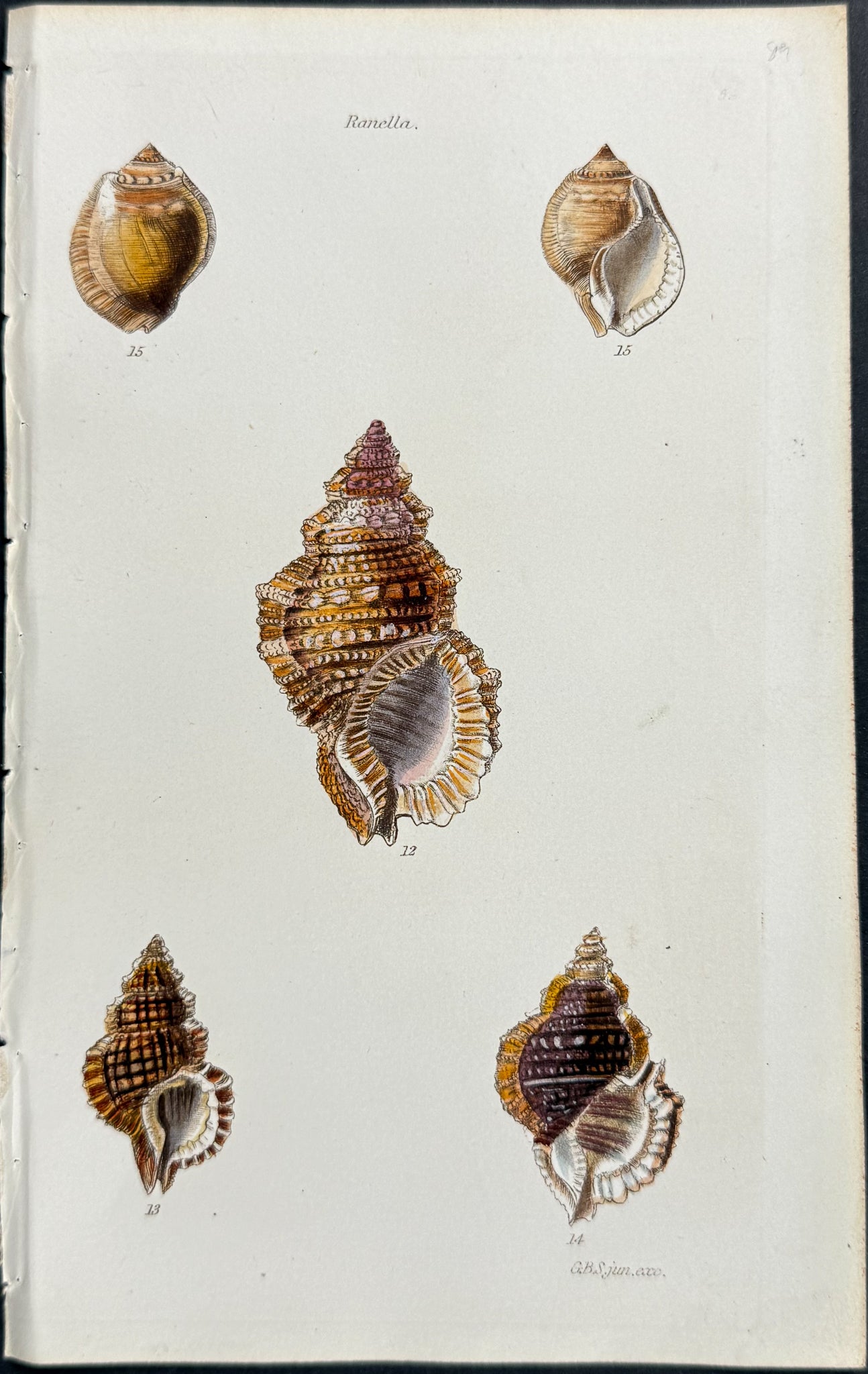 Shells