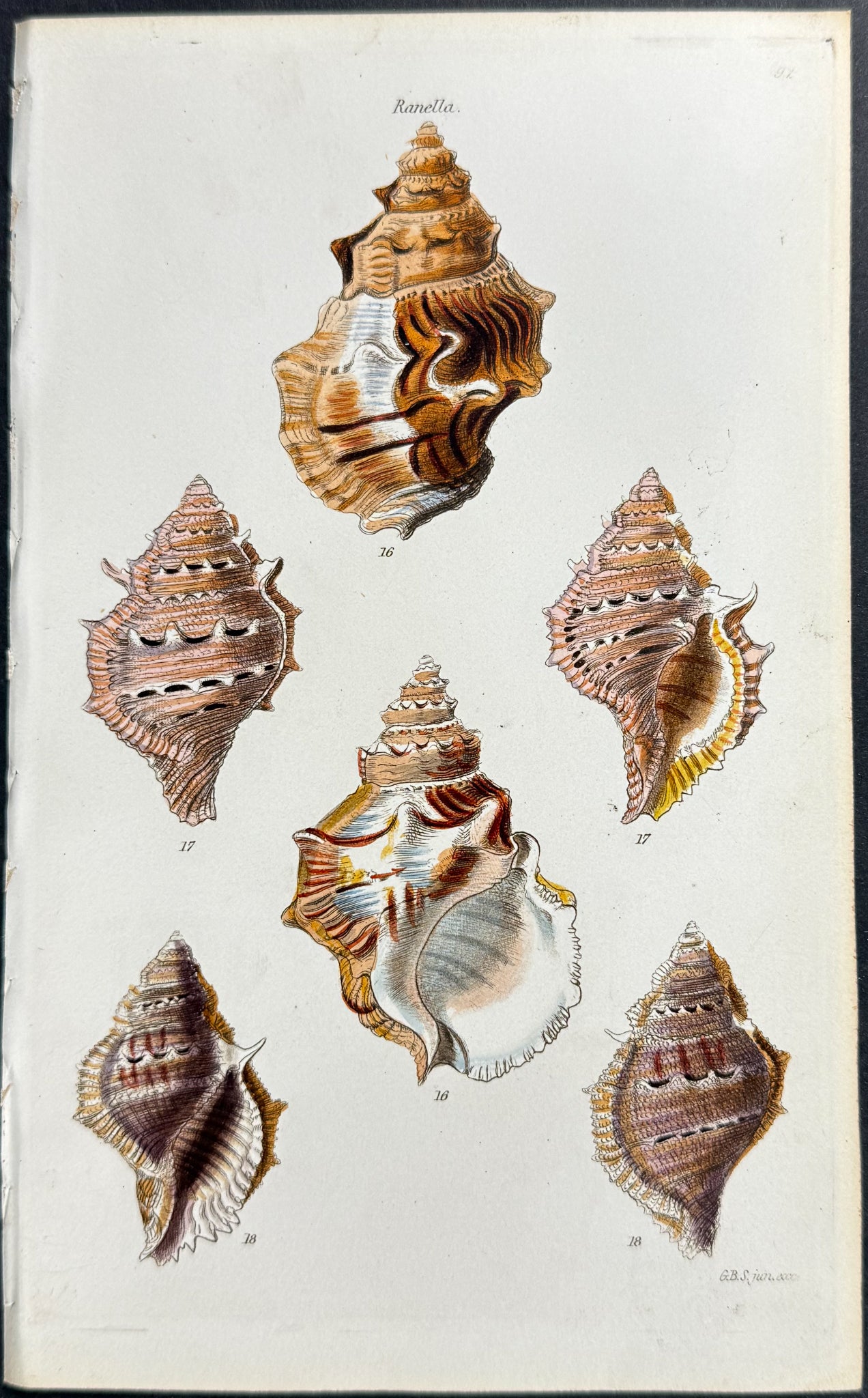 Shells