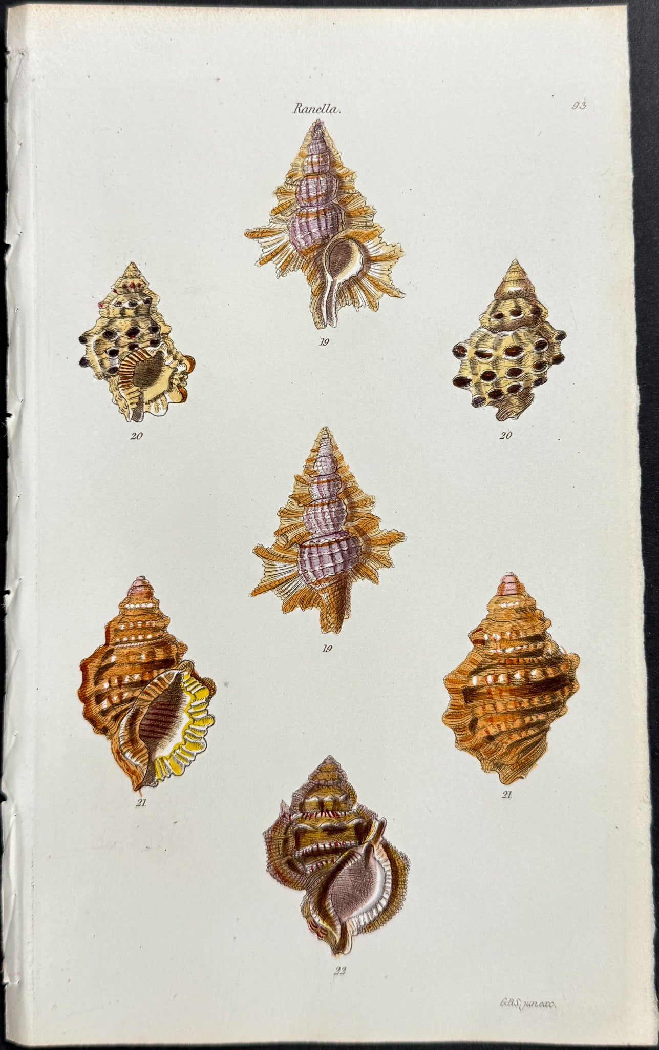 Shells