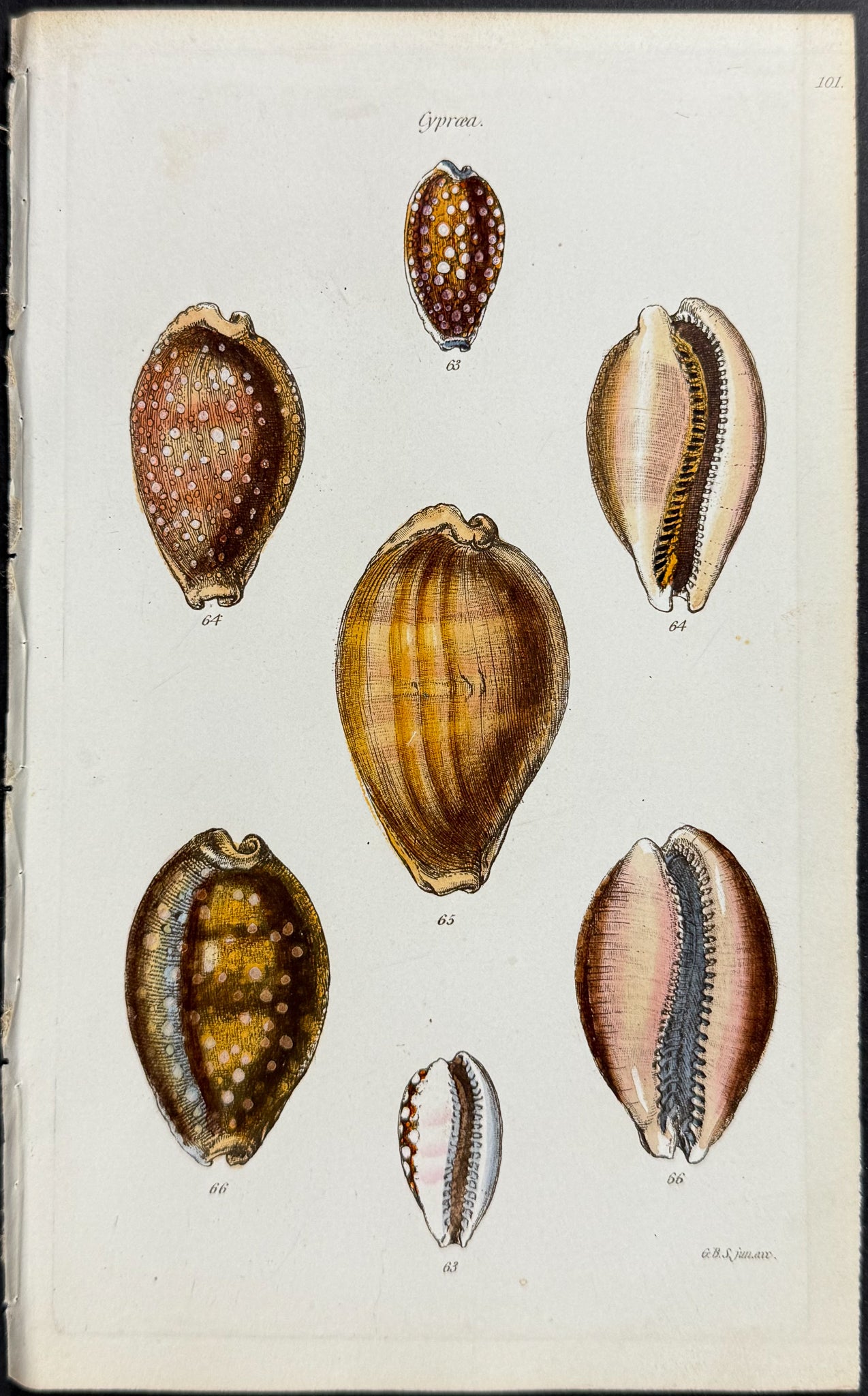Shells