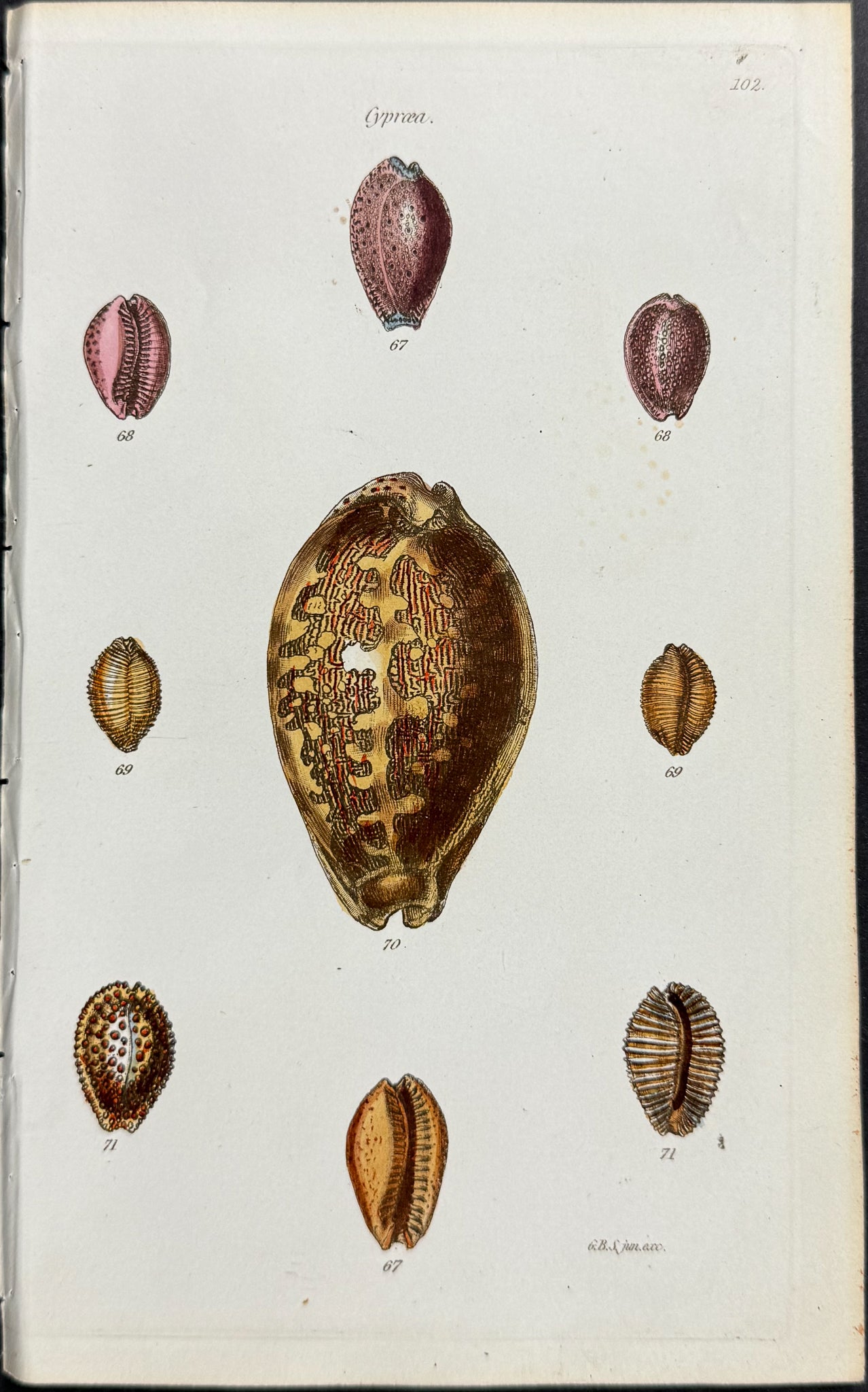 Shells