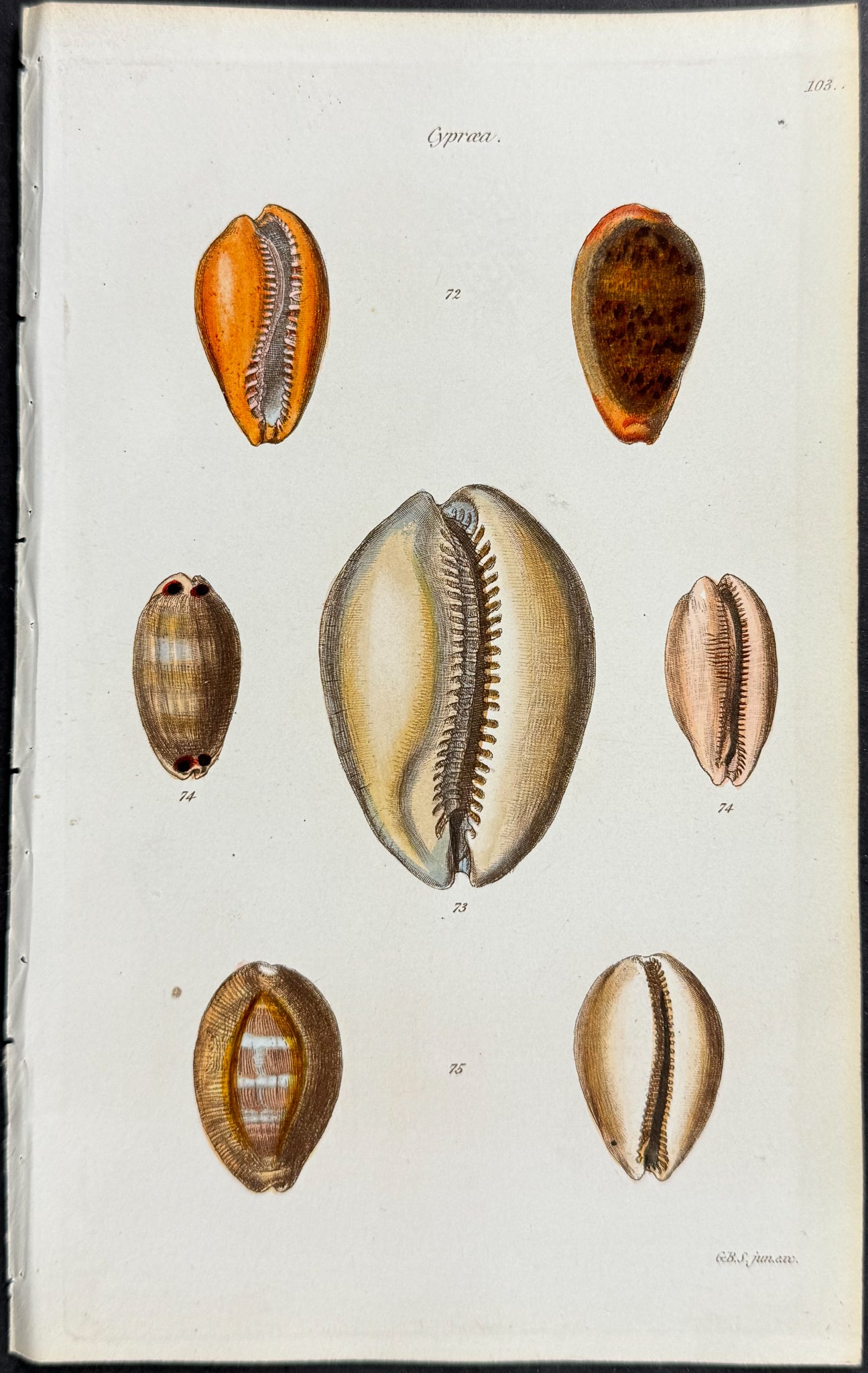 Shells