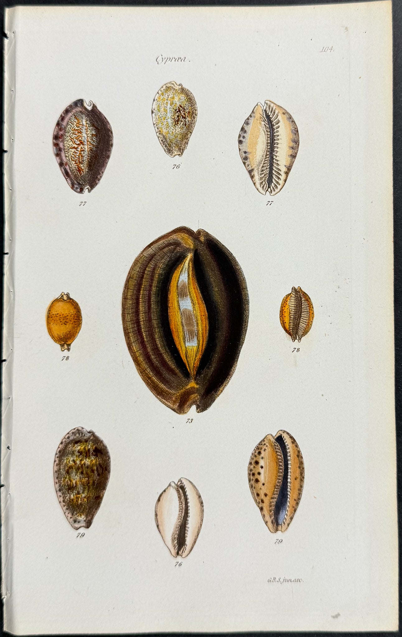 Shells