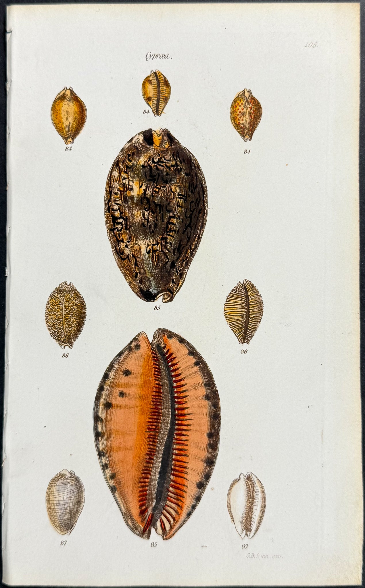 Shells
