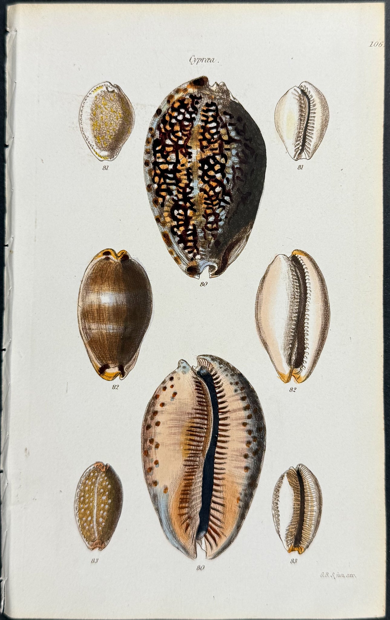 Shells