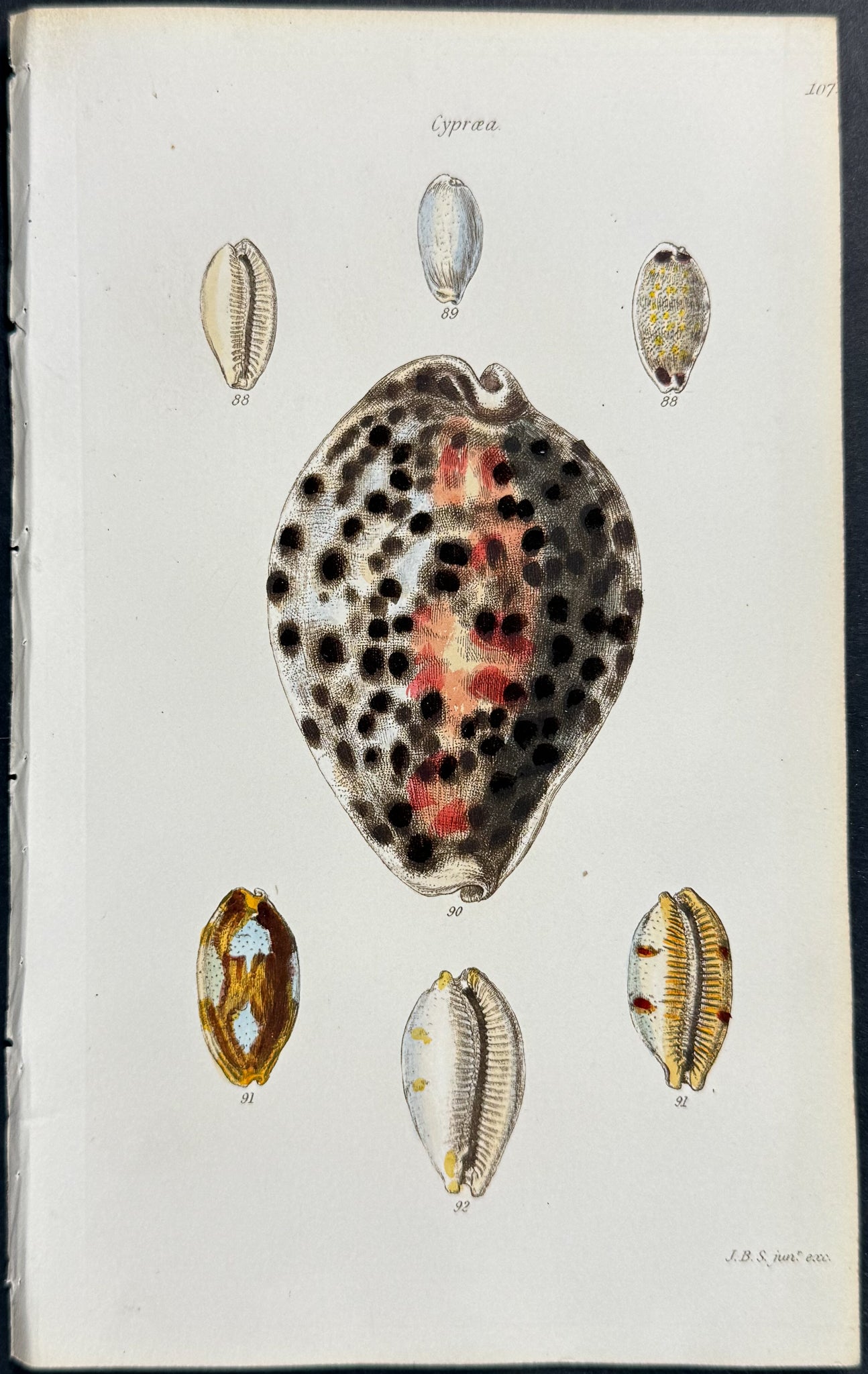 Shells