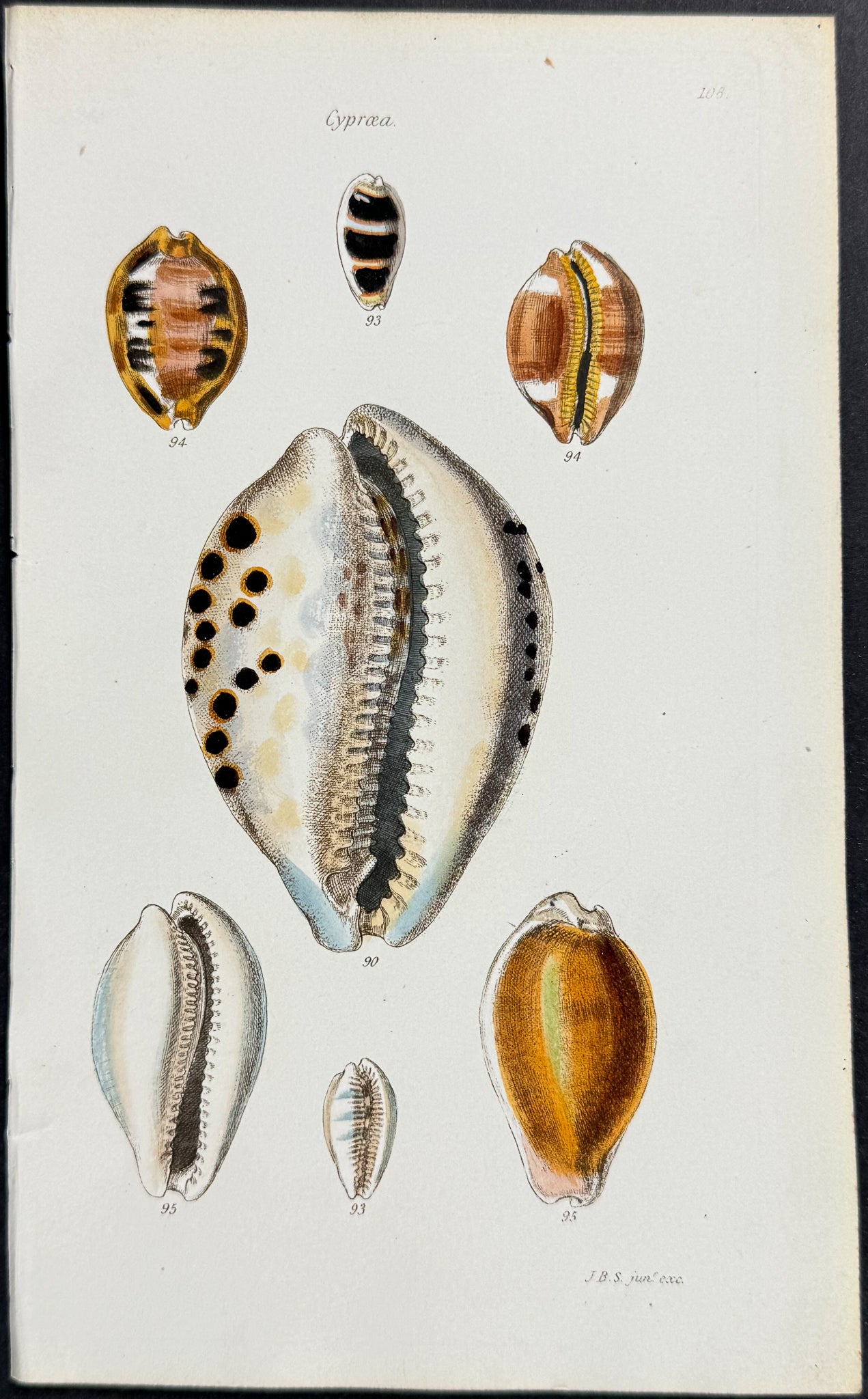Shells
