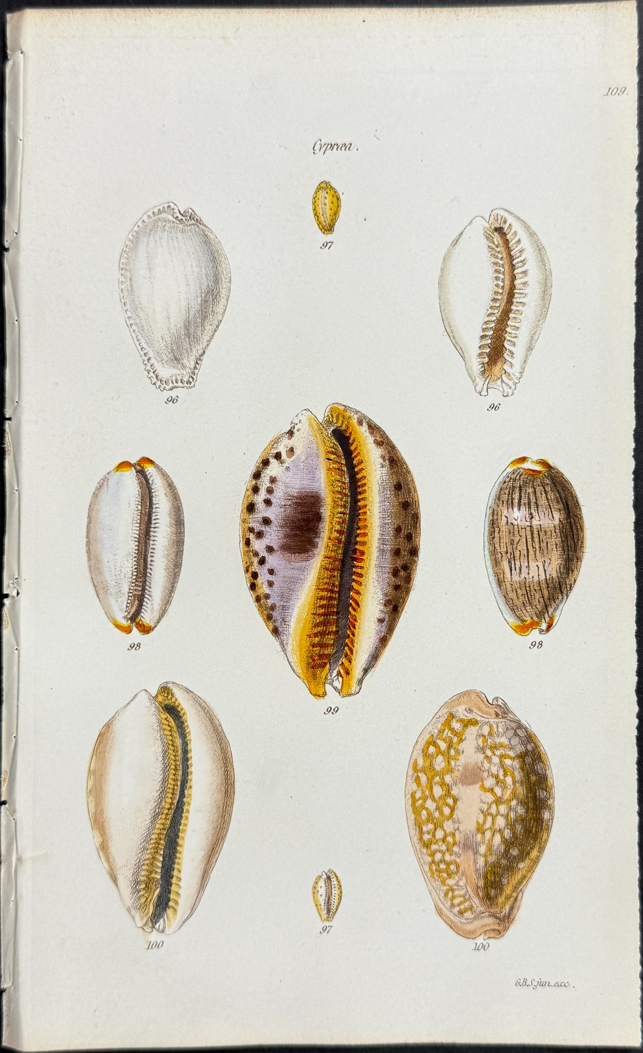 Shells