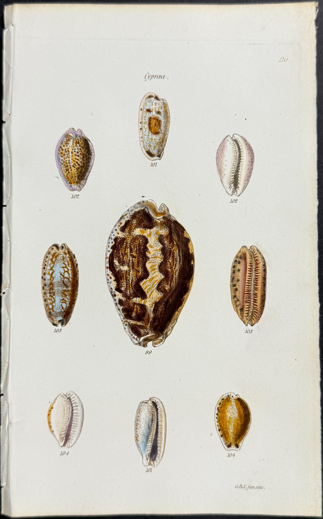 Shells