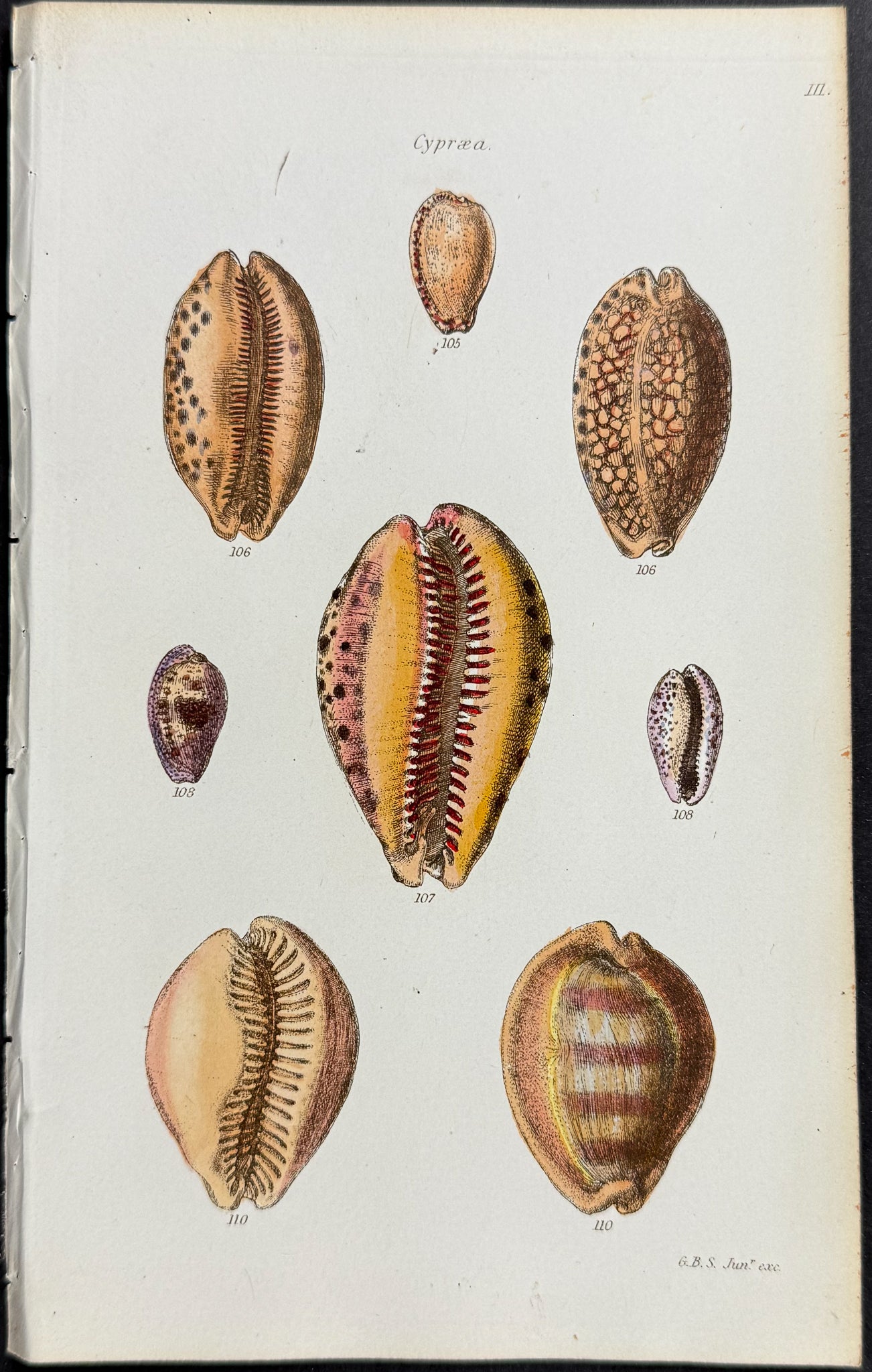 Shells