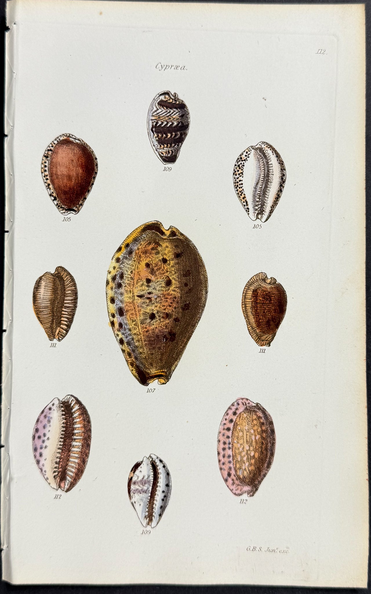 Shells