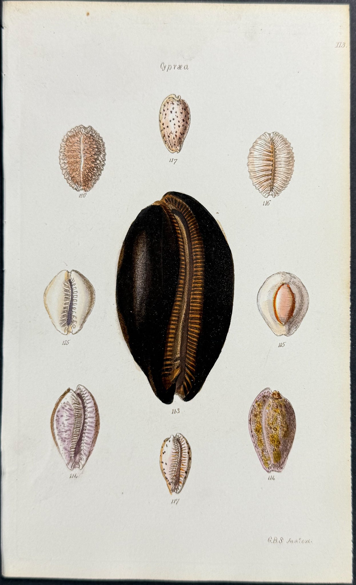 Shells