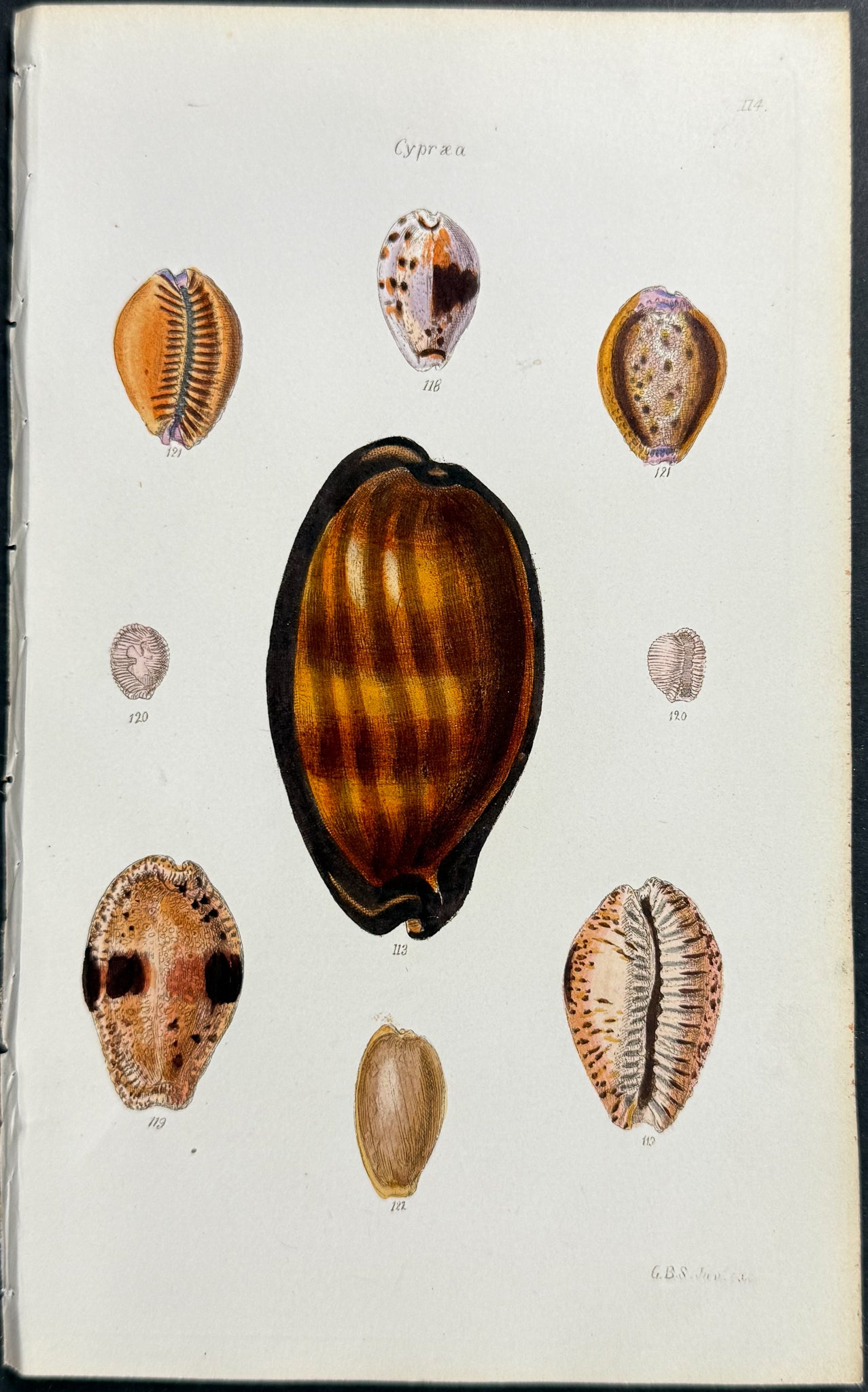 Shells