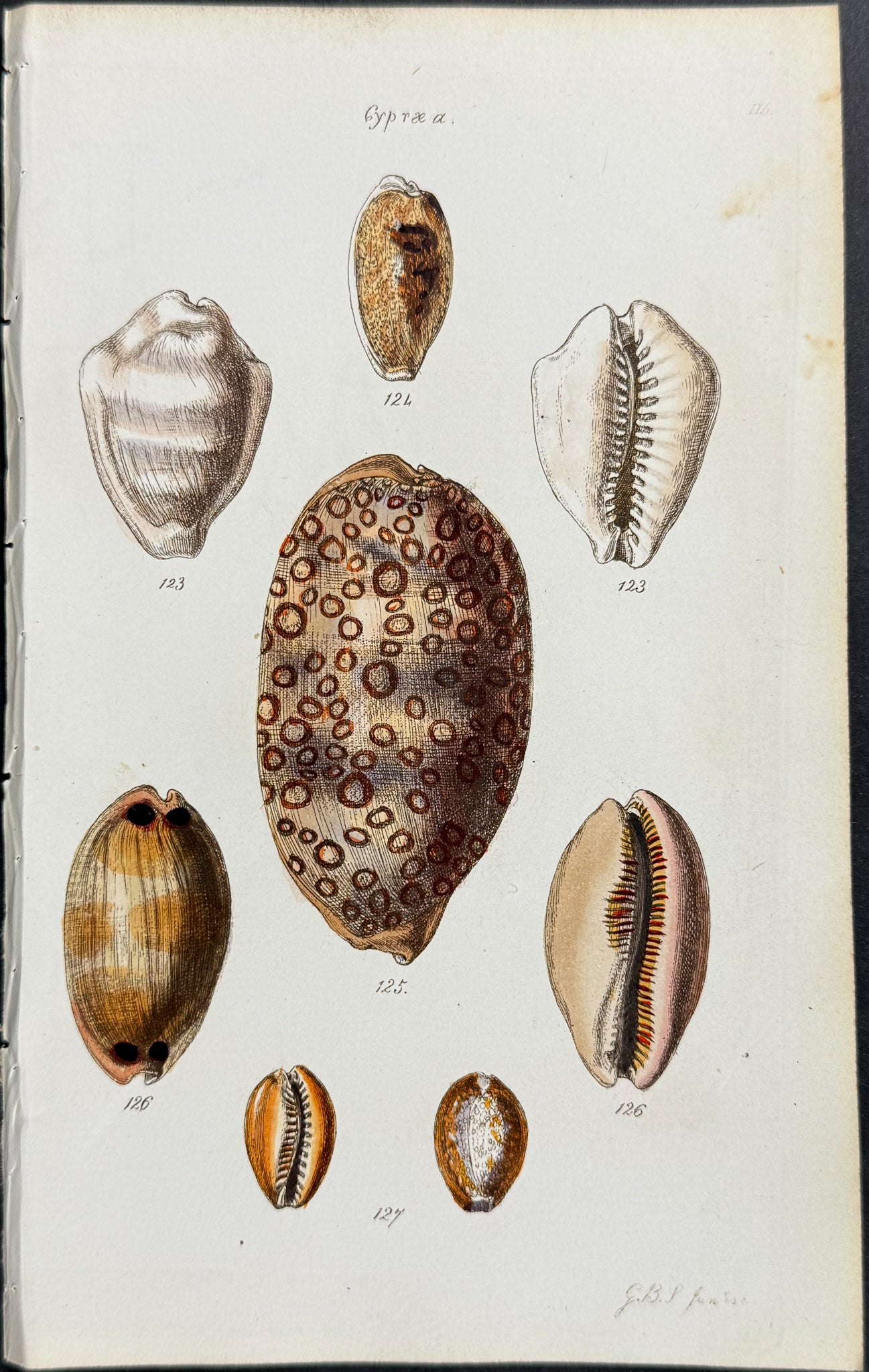 Shells