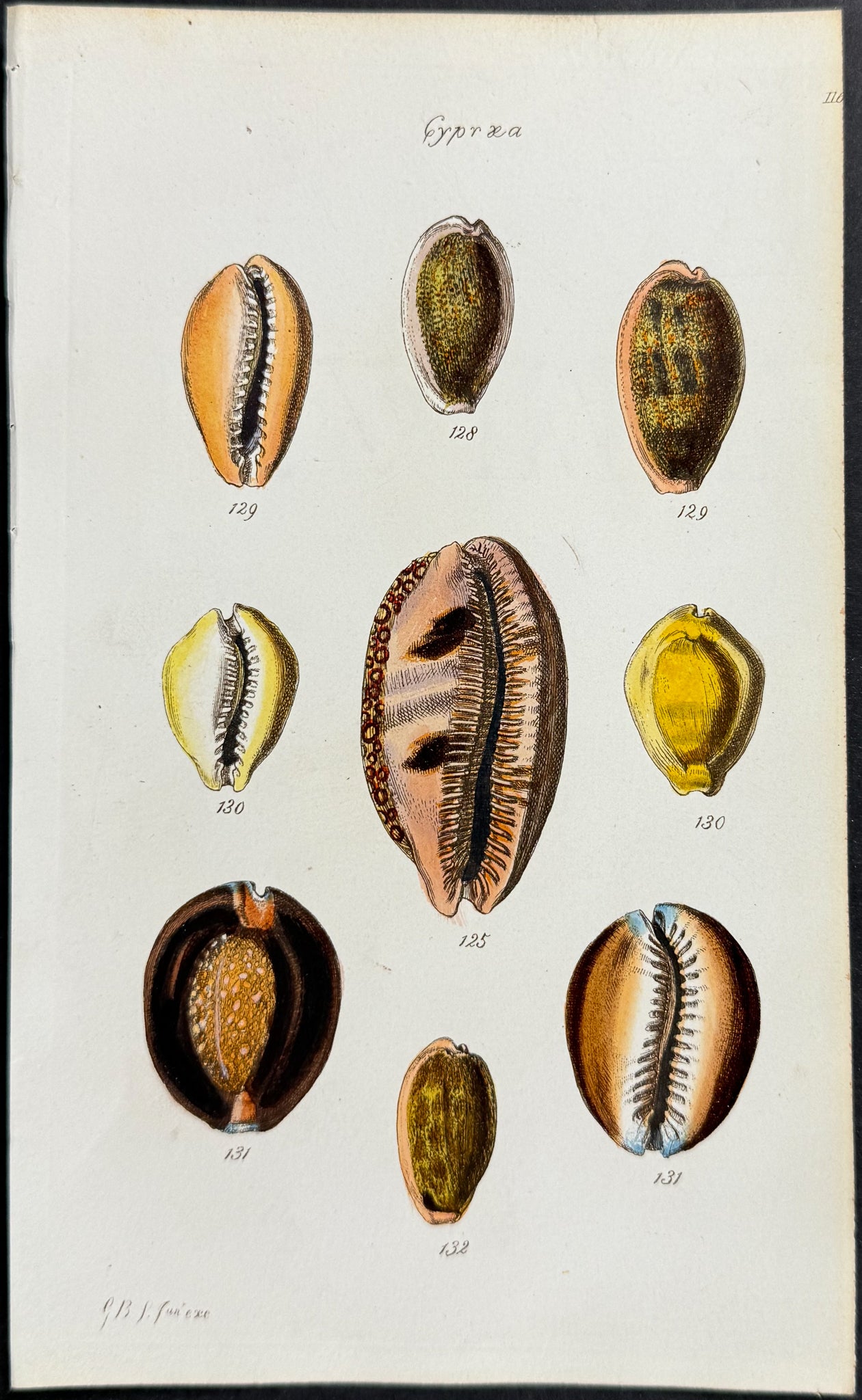 Shells