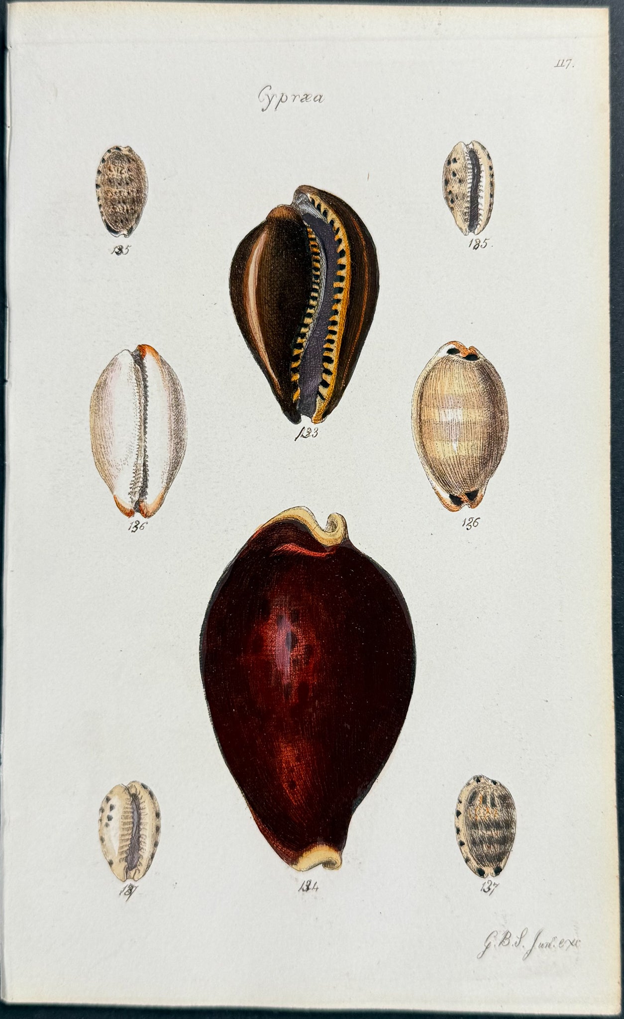 Shells