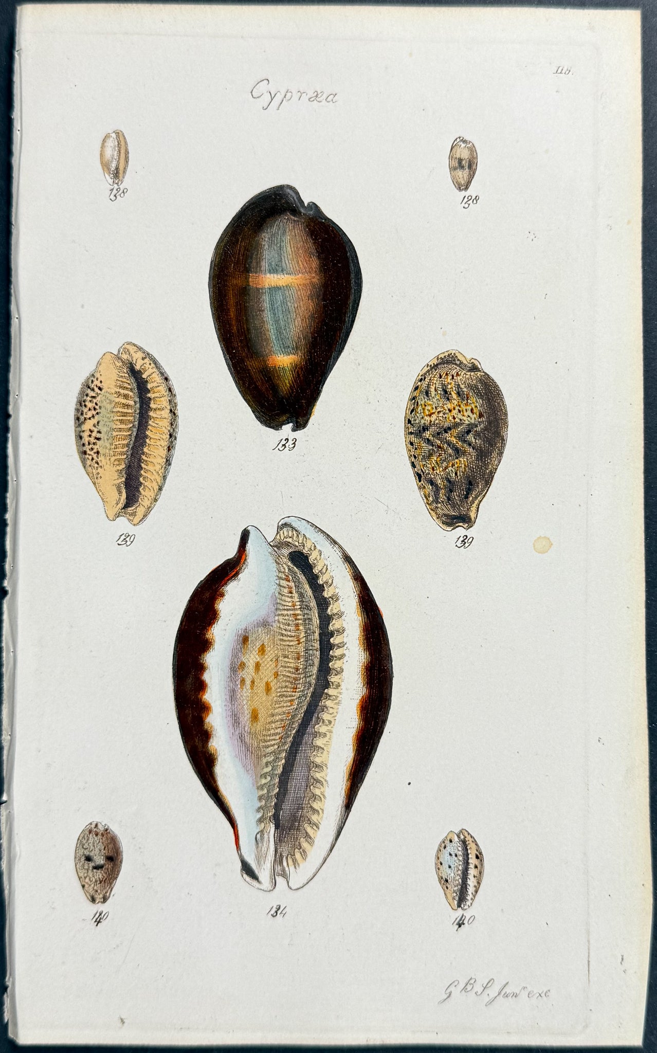 Shells