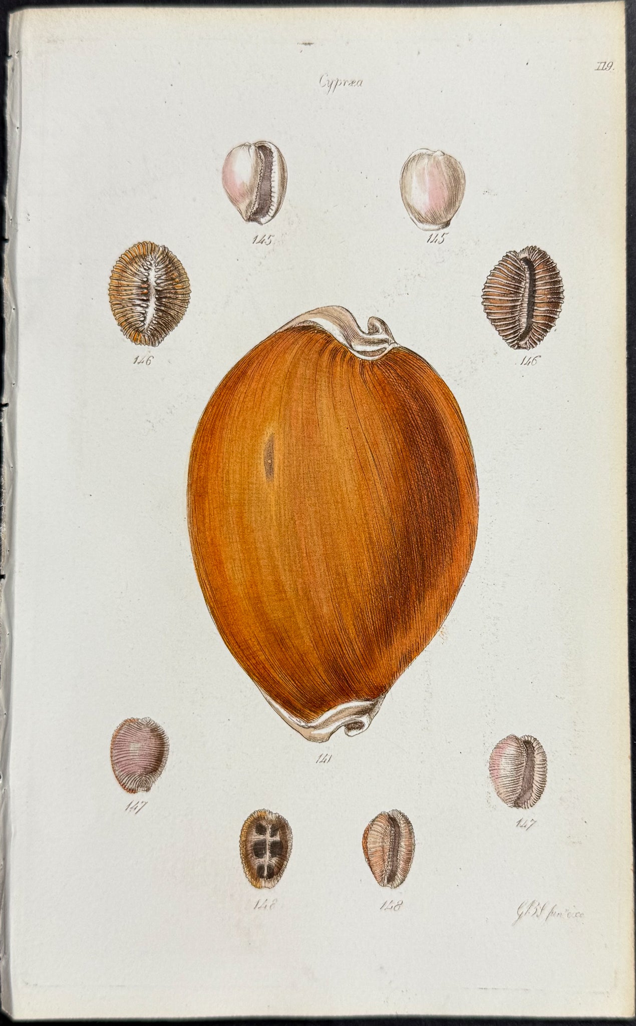 Shells