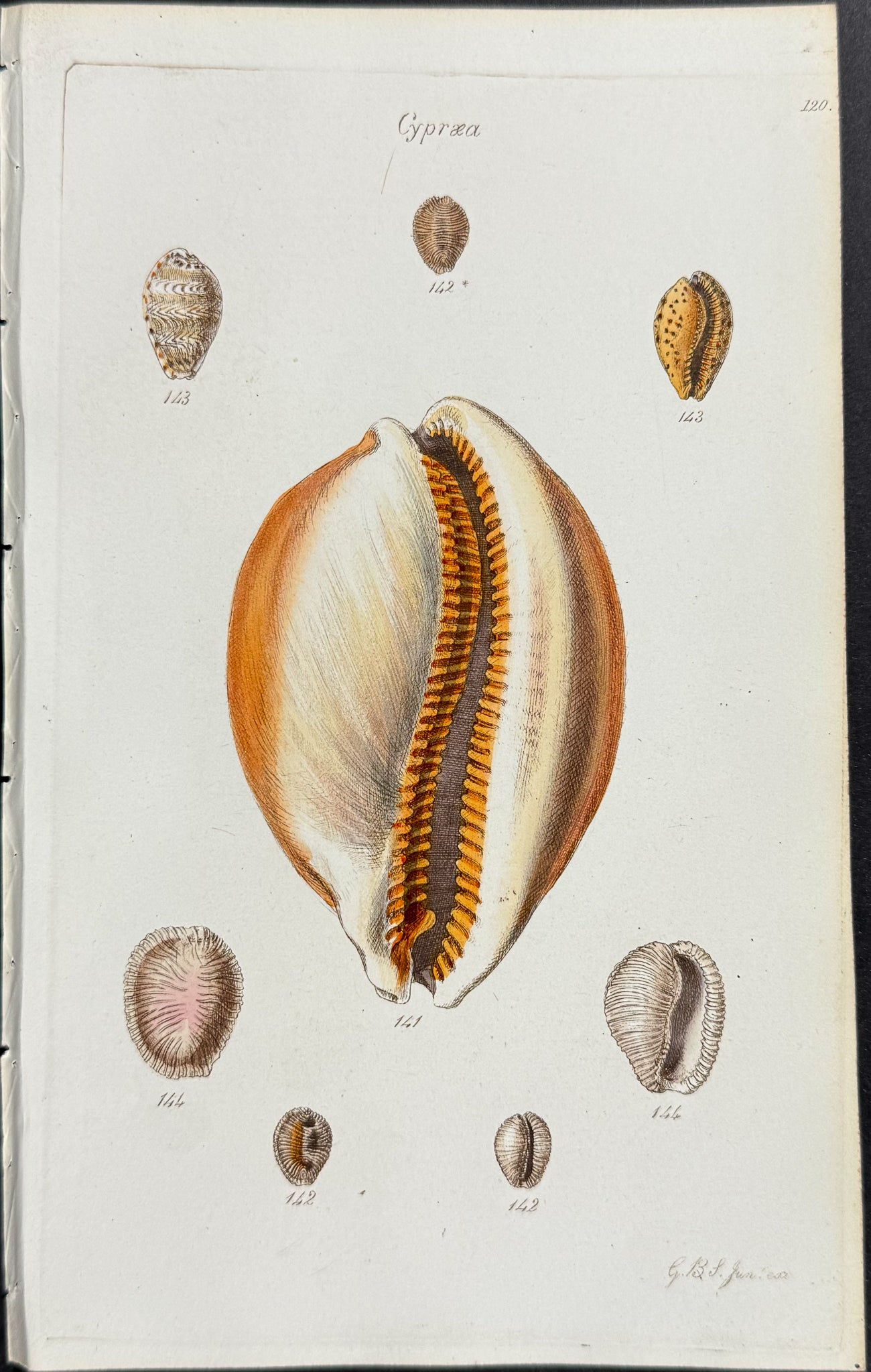Shells