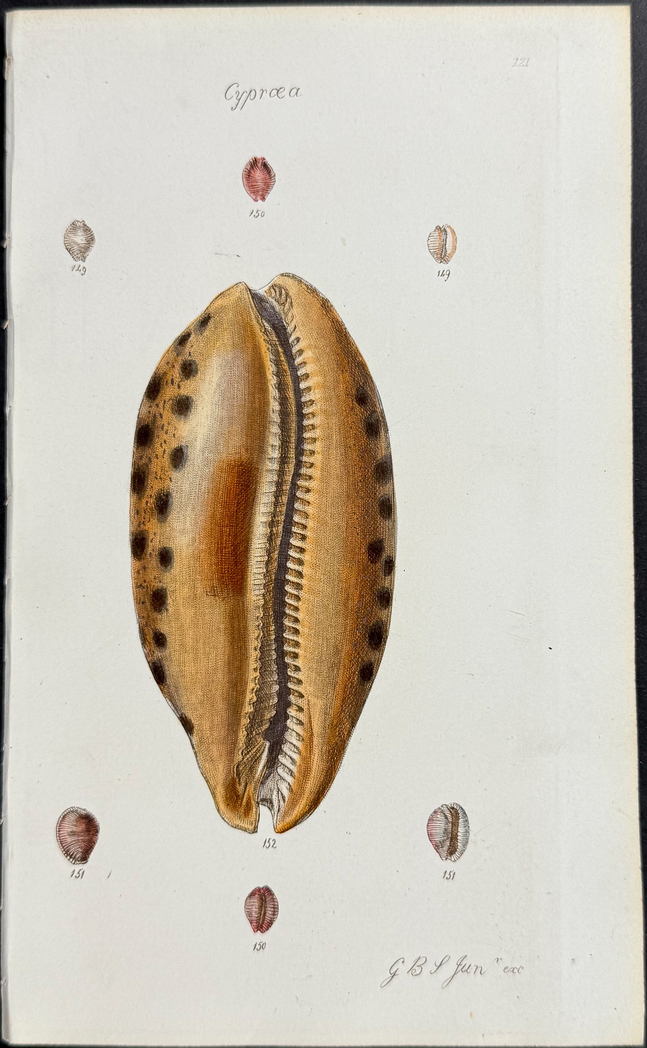 Shells