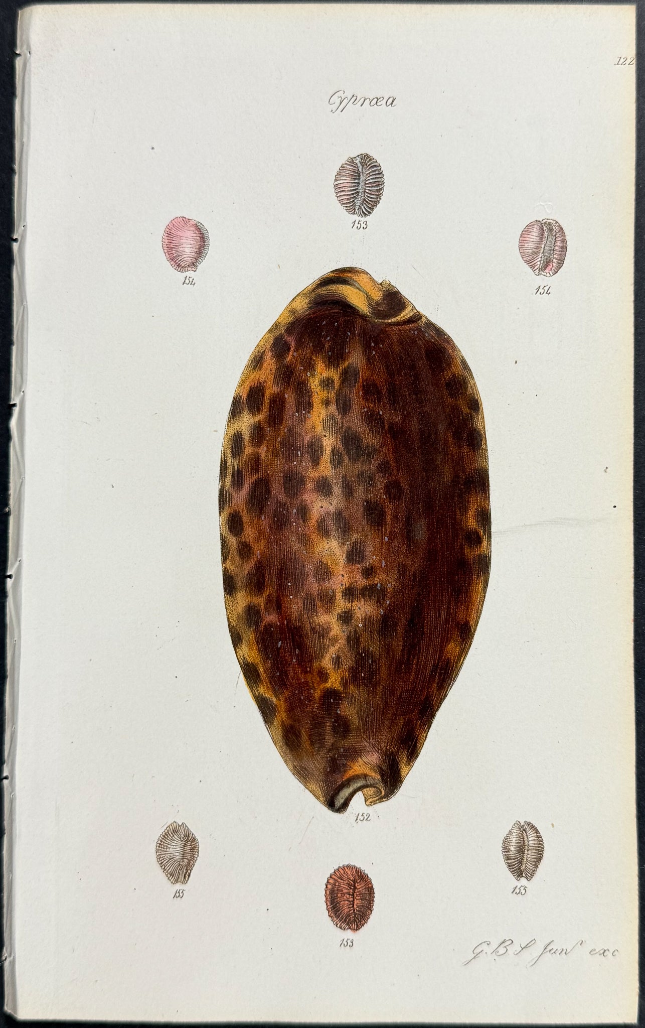 Shells