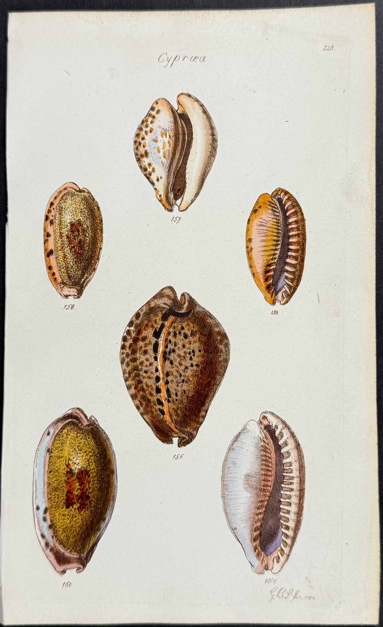 Shells