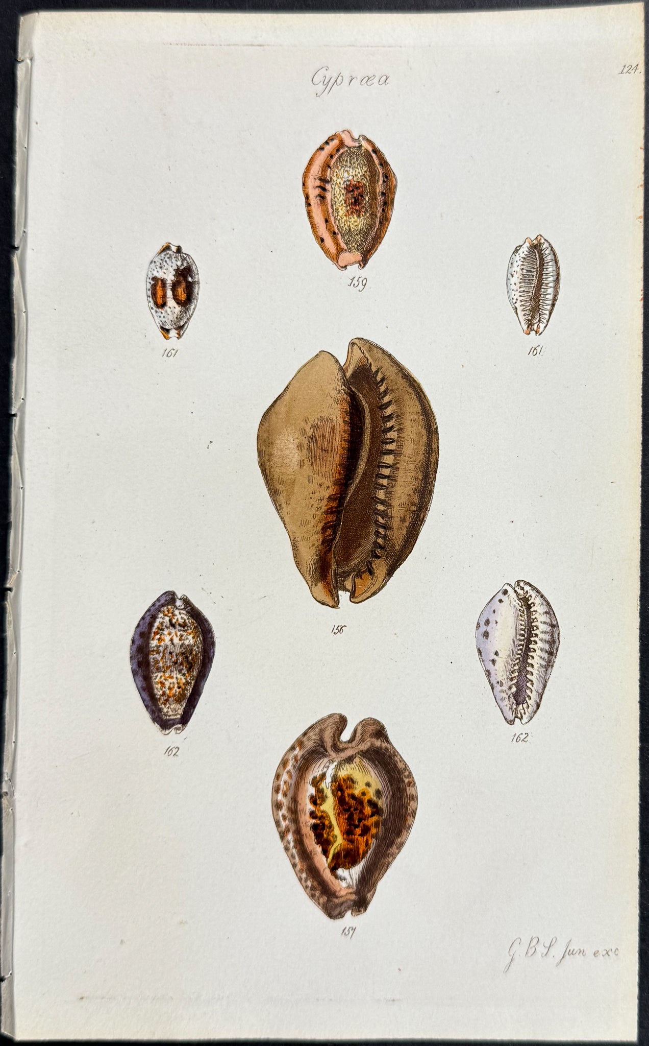 Shells